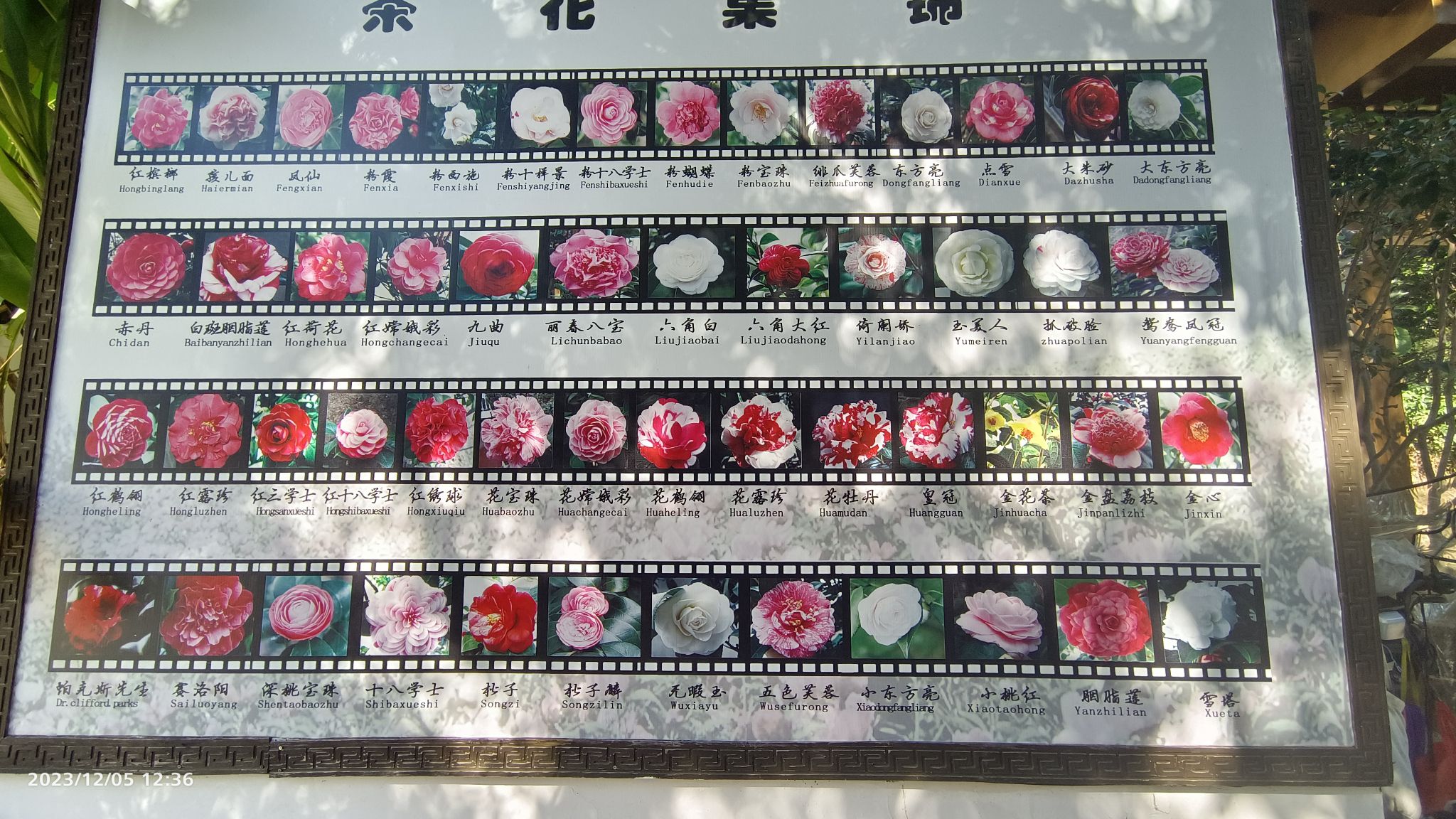茶花园旅行图片 2
