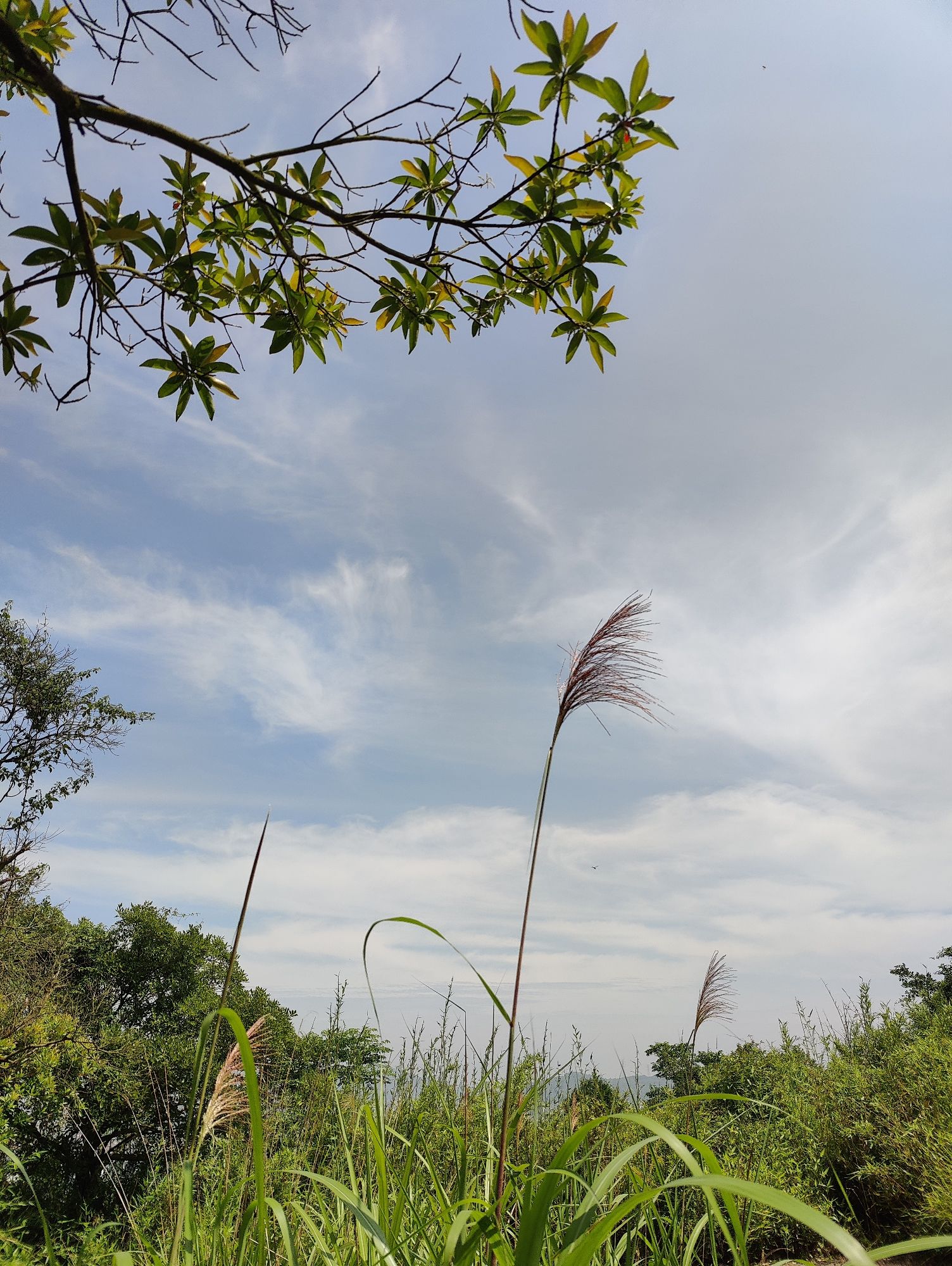 田垟狮子山公园旅行图片 3