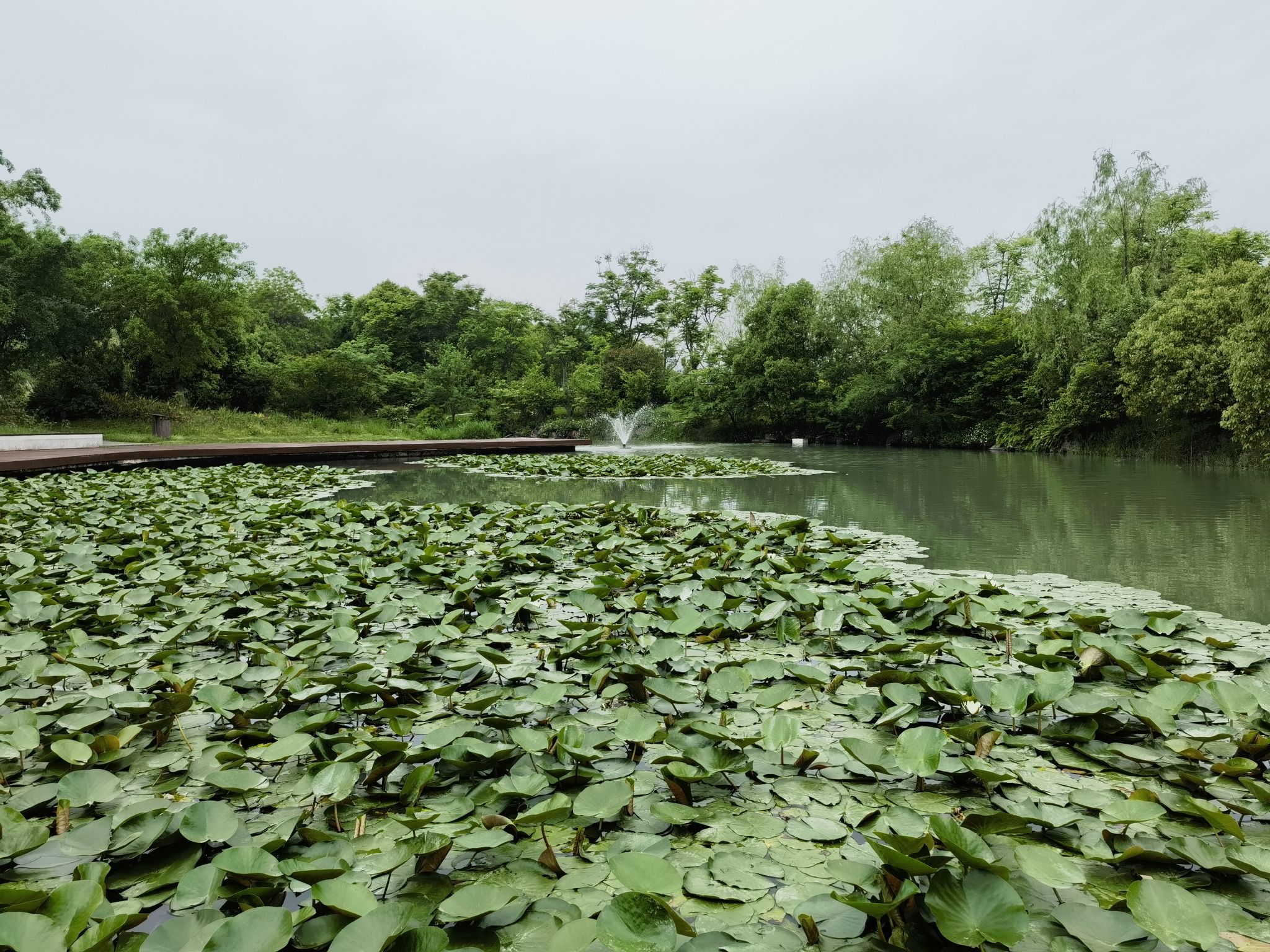三垟湿地保护区旅行图片 3