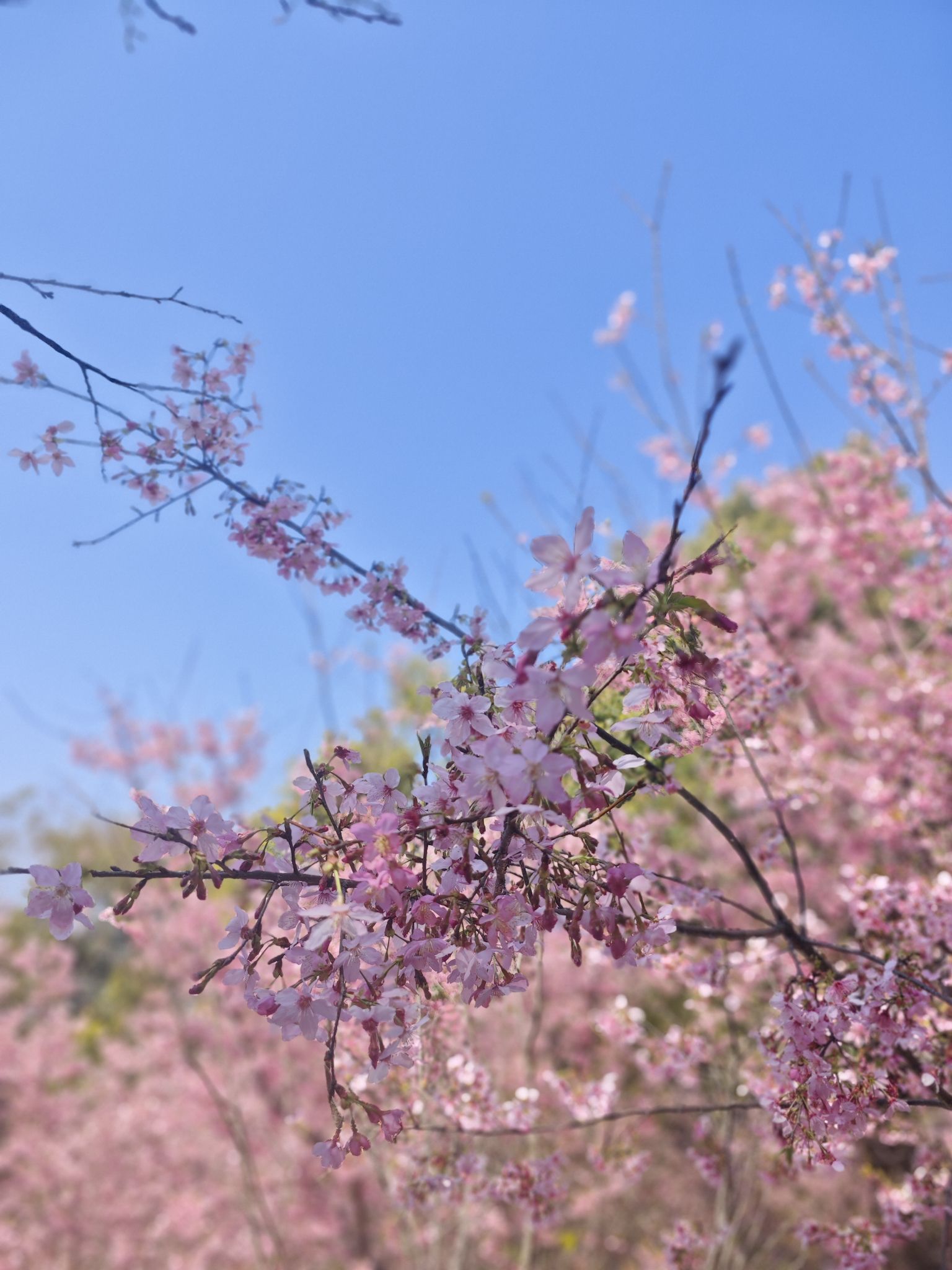 景山公园-樱花园