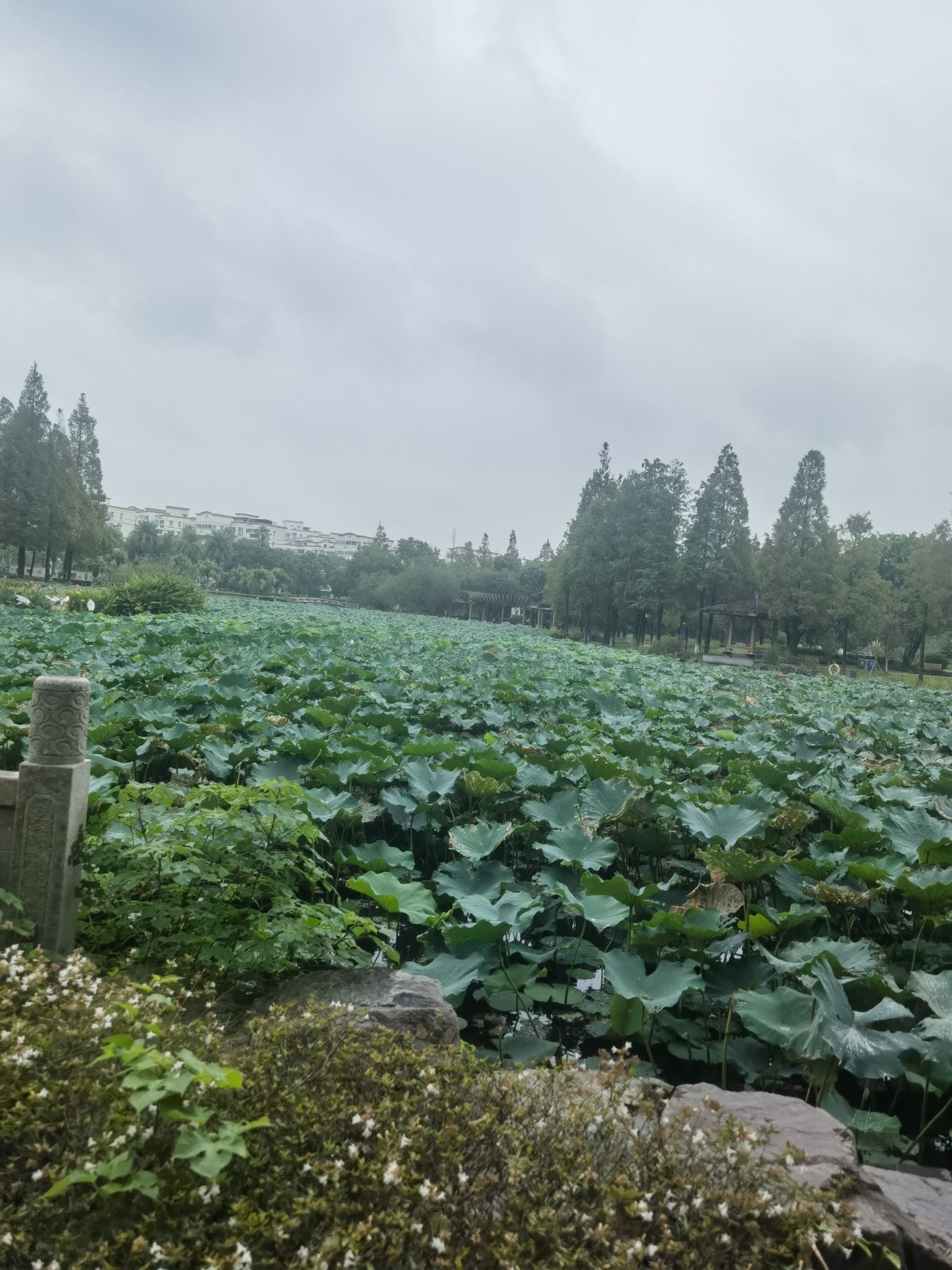 河泥荡文化公园旅行图片 2