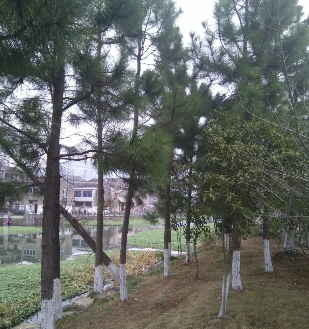 状元公园(兴元路)旅行图片 3