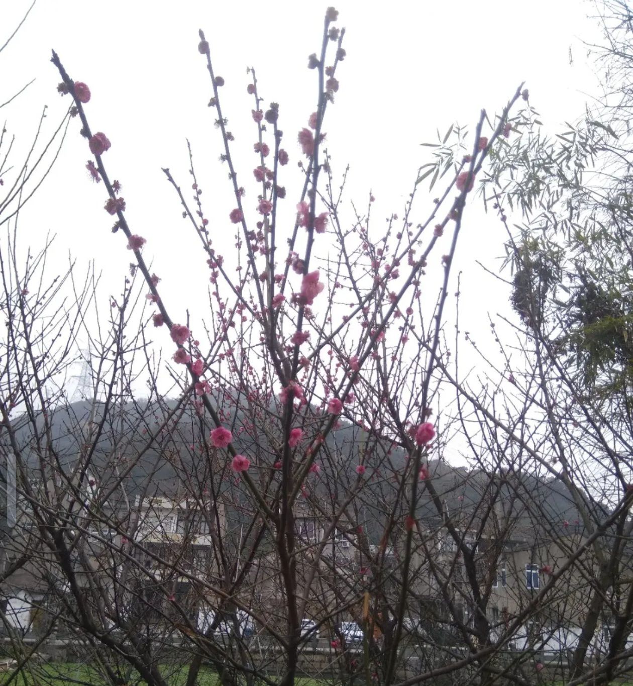 状元公园(兴元路)旅行图片 2