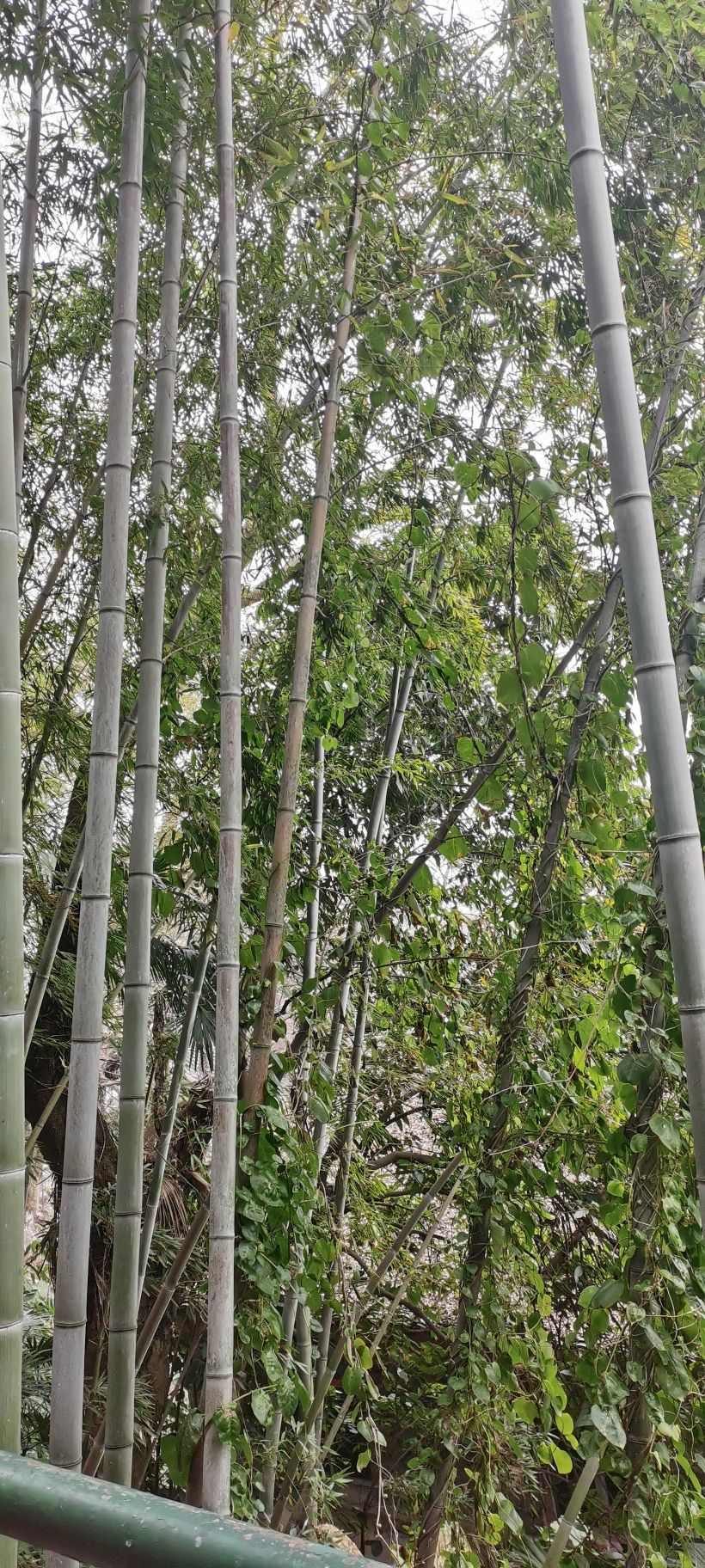 球山公园旅行图片 3