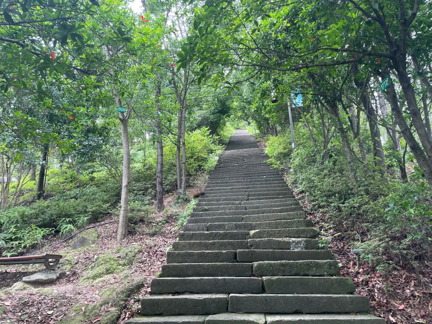 丽水白云国家森林公园旅行图片 2