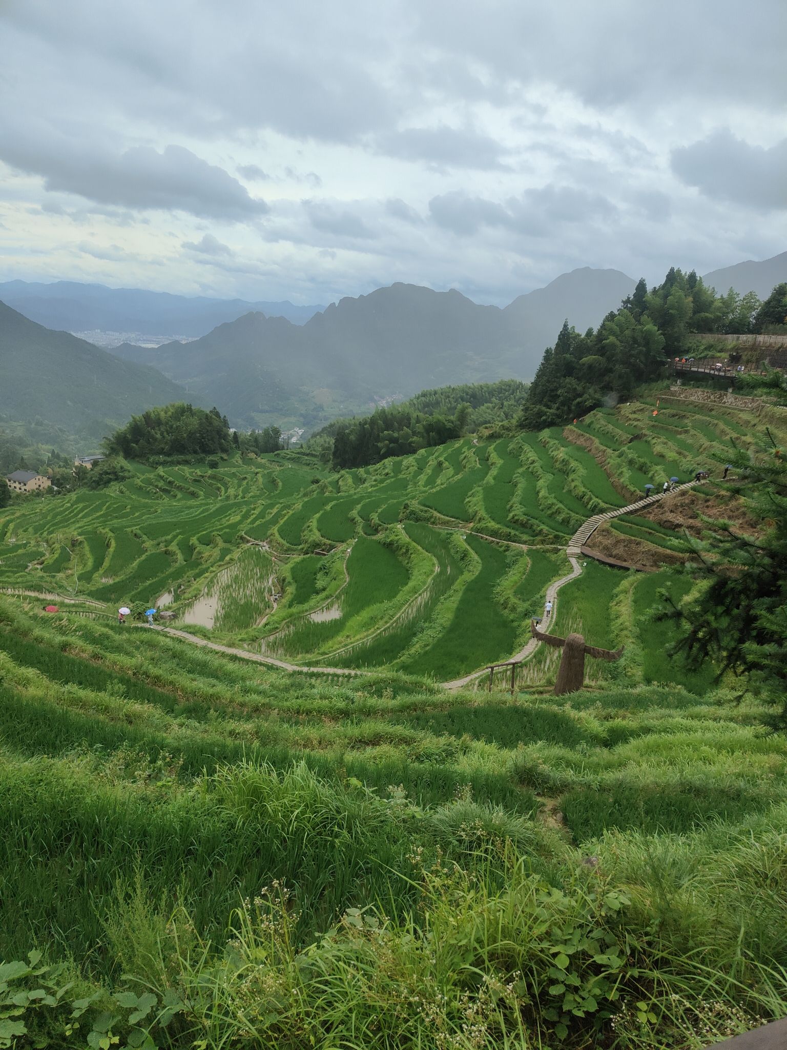 云和梯田景区-武岱峯森林公园