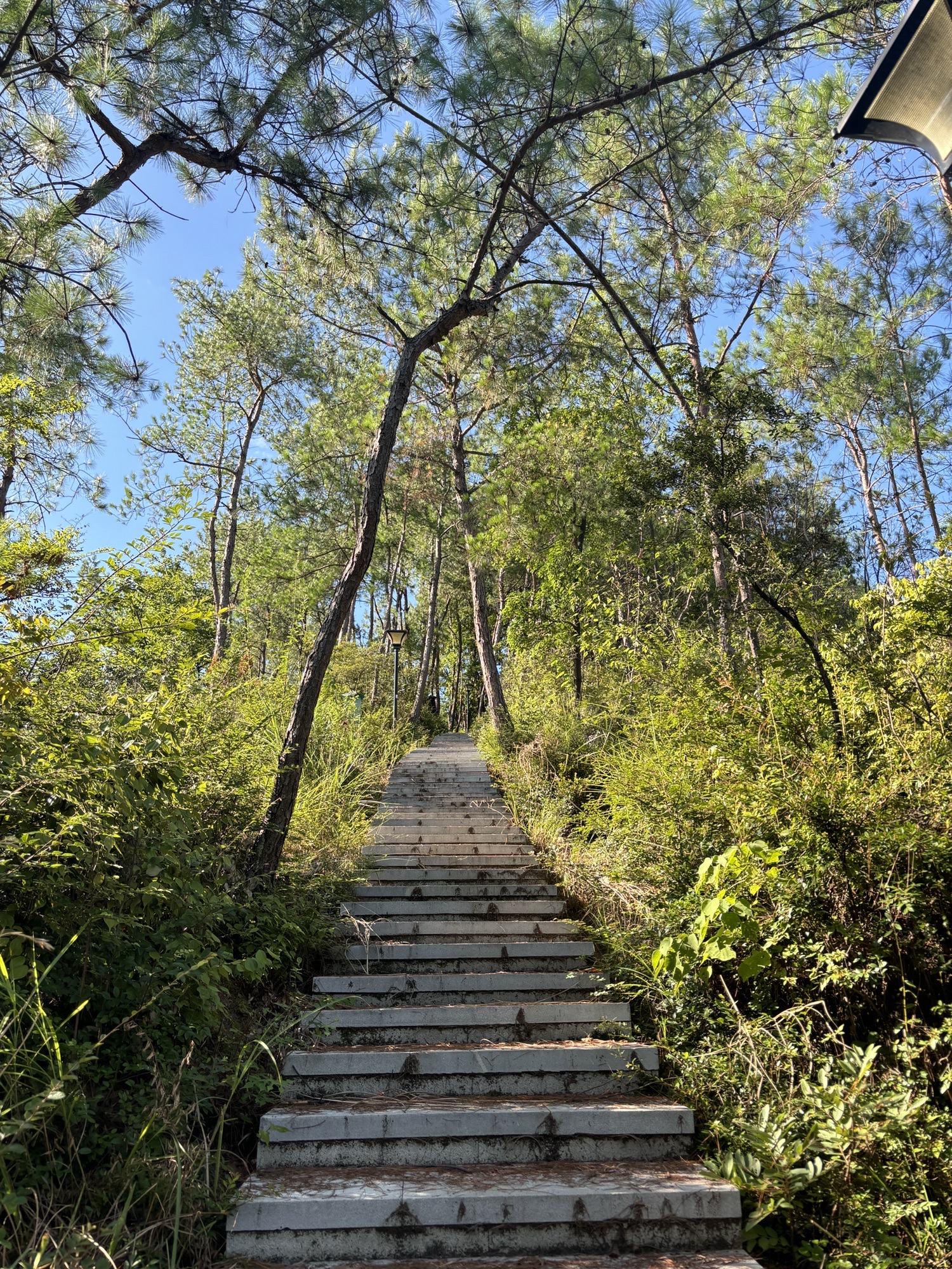 凤凰山森林公园旅行图片 1