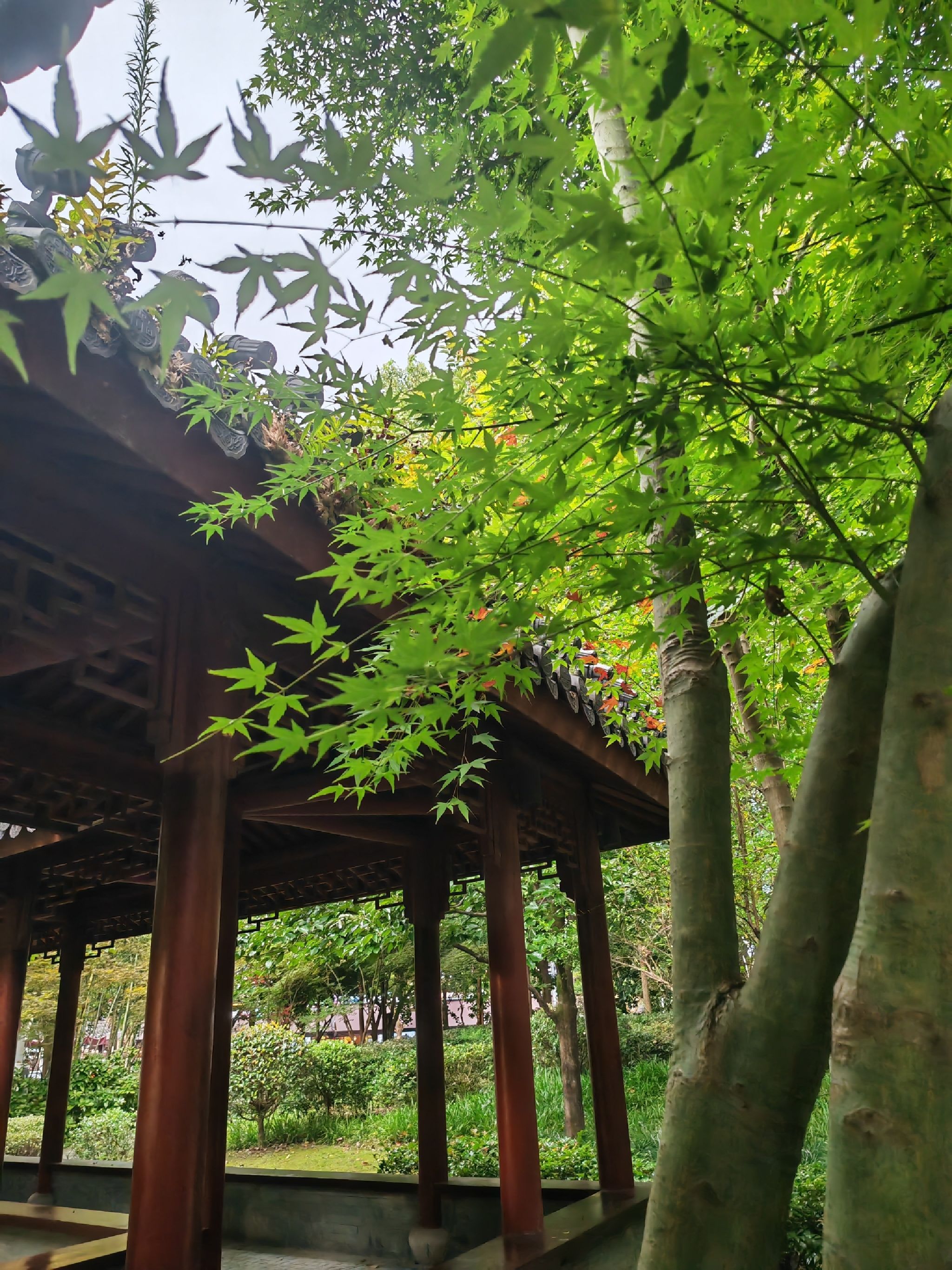 莲都江滨公园旅行图片 1