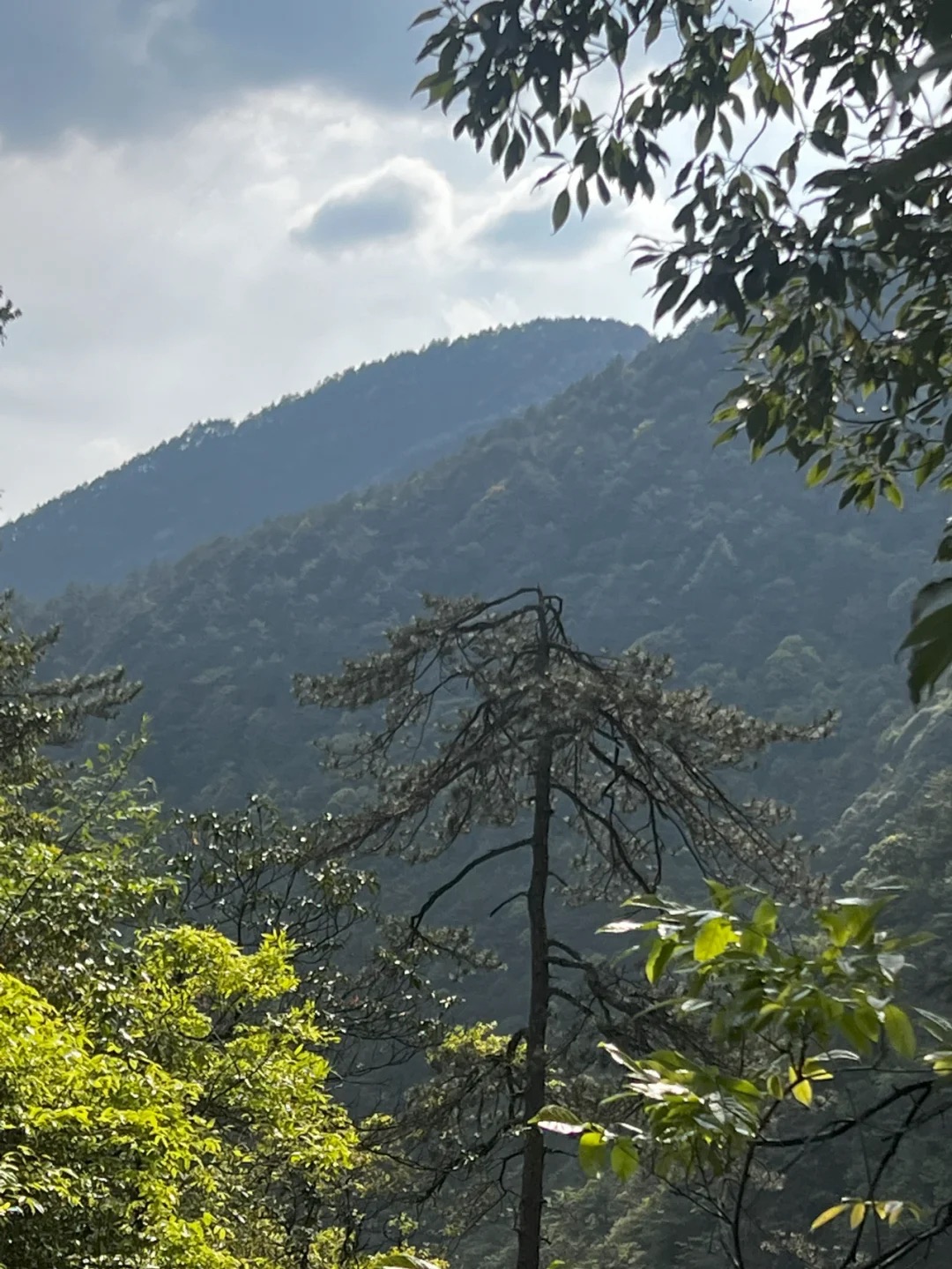 百山祖旅行图片 2