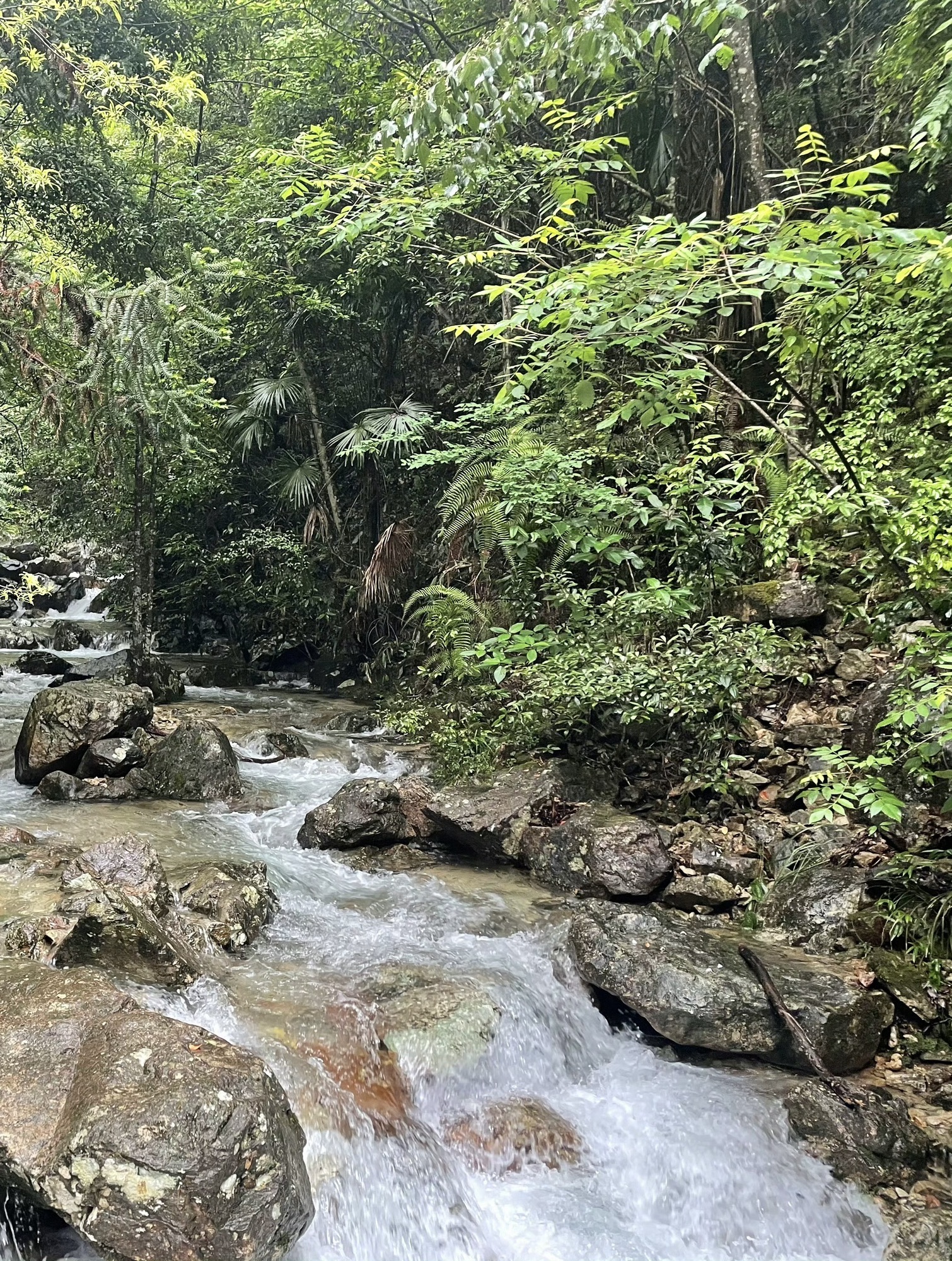 箬寮原始森林旅行图片 2