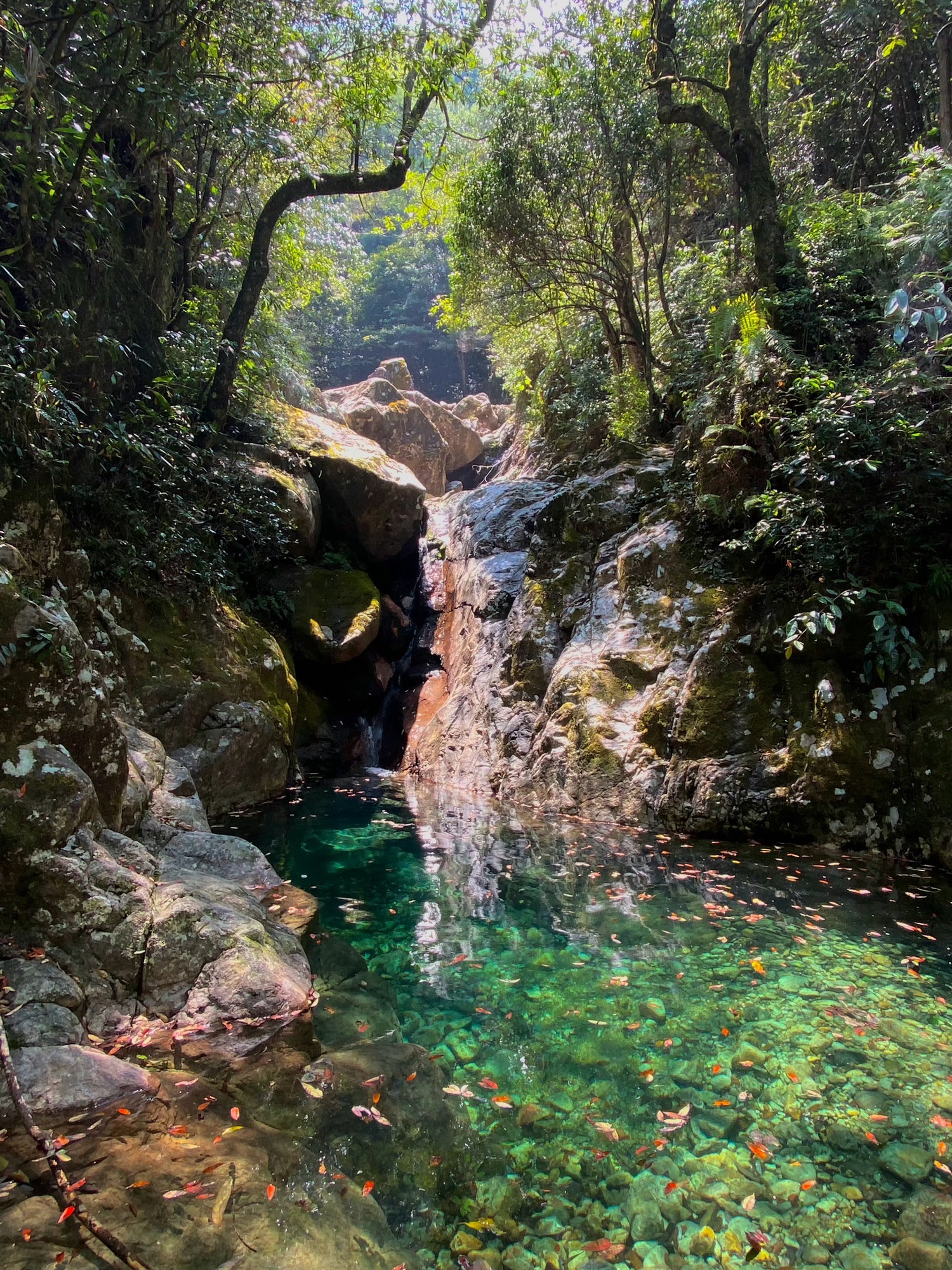 箬寮原始森林旅行图片 1