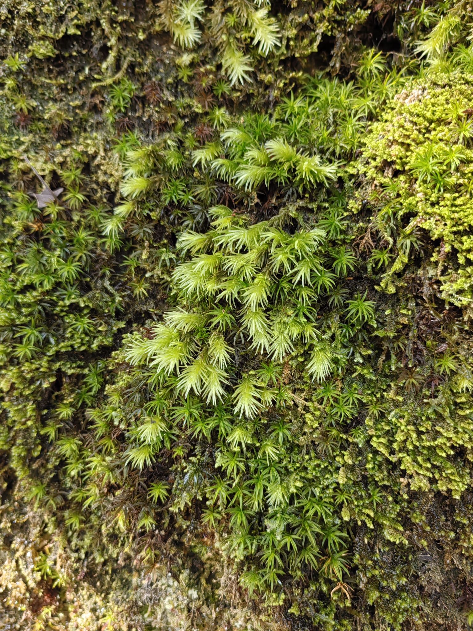 箬寮原始森林旅行图片 2