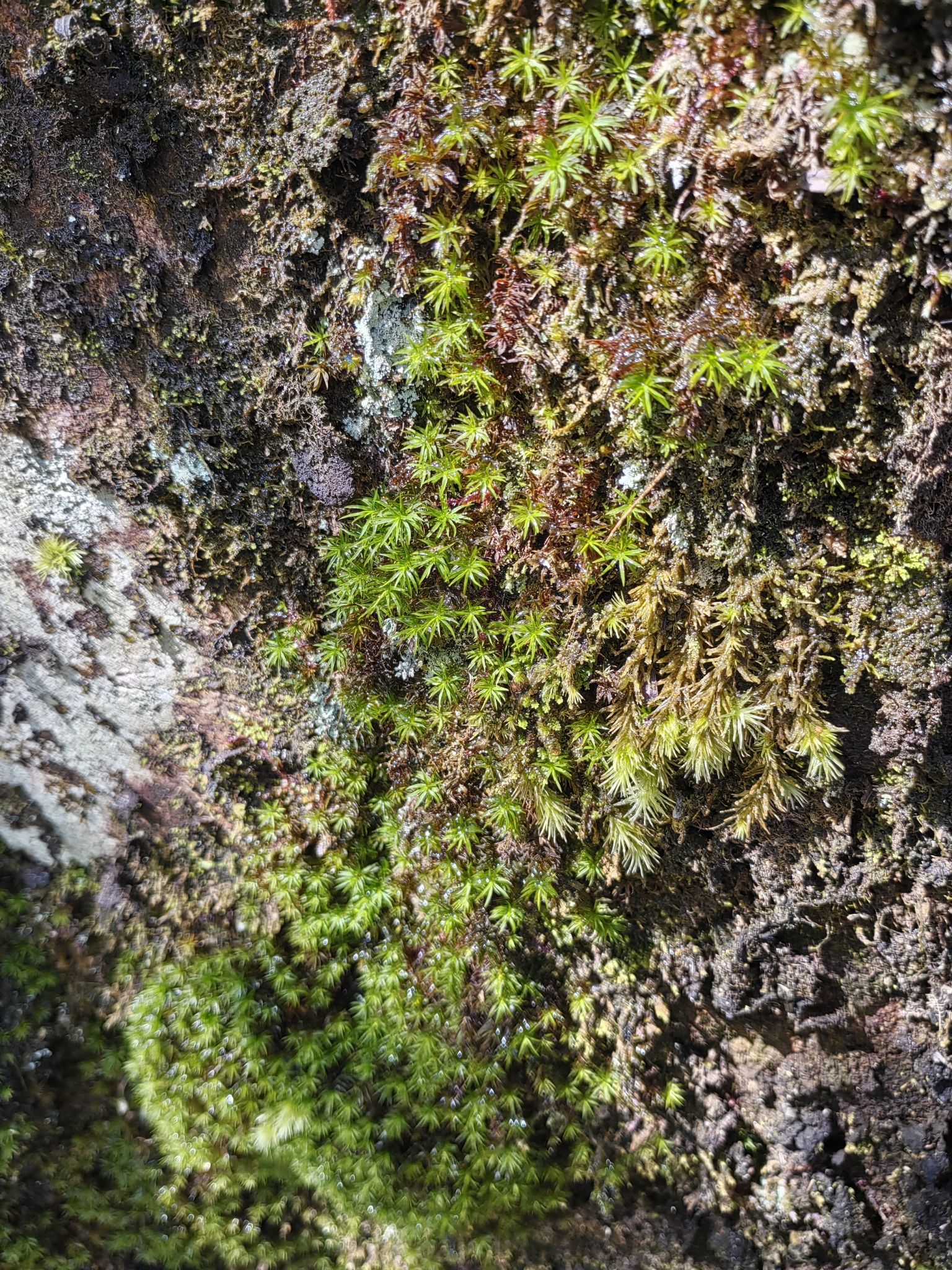 箬寮原始森林旅行图片 3
