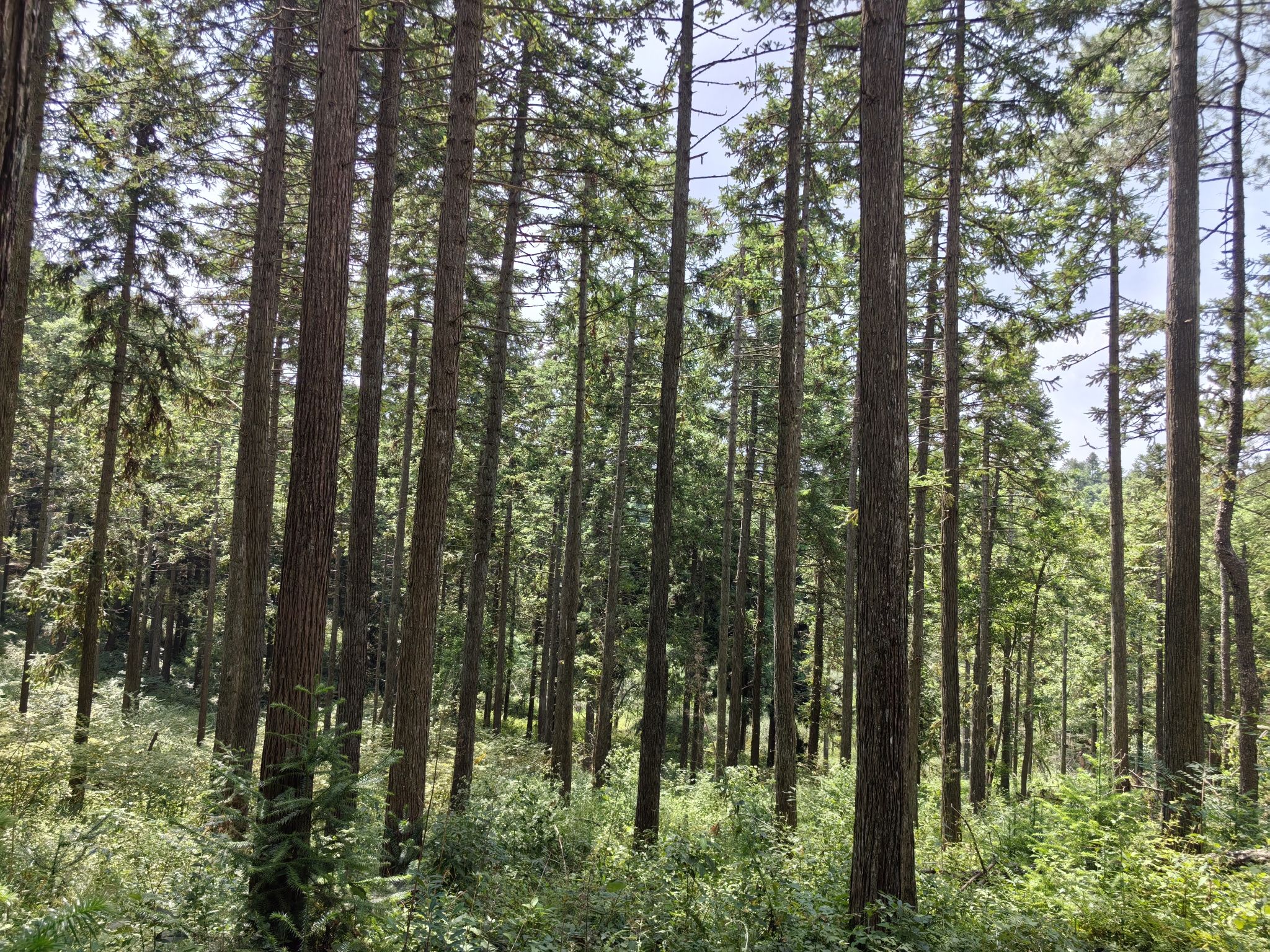 遂昌县白马山森林公园旅行图片 2