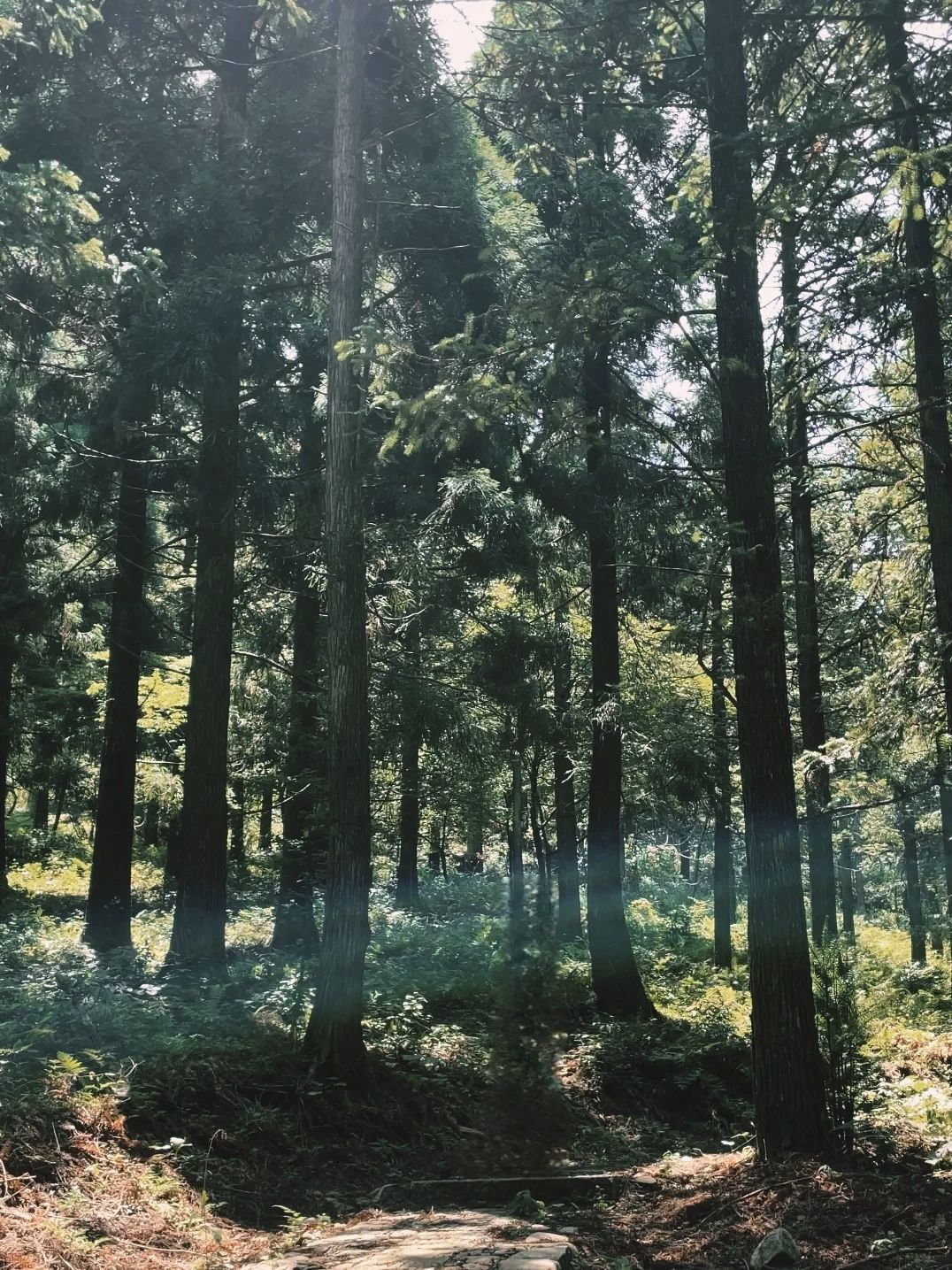 遂昌县白马山森林公园旅行图片 3