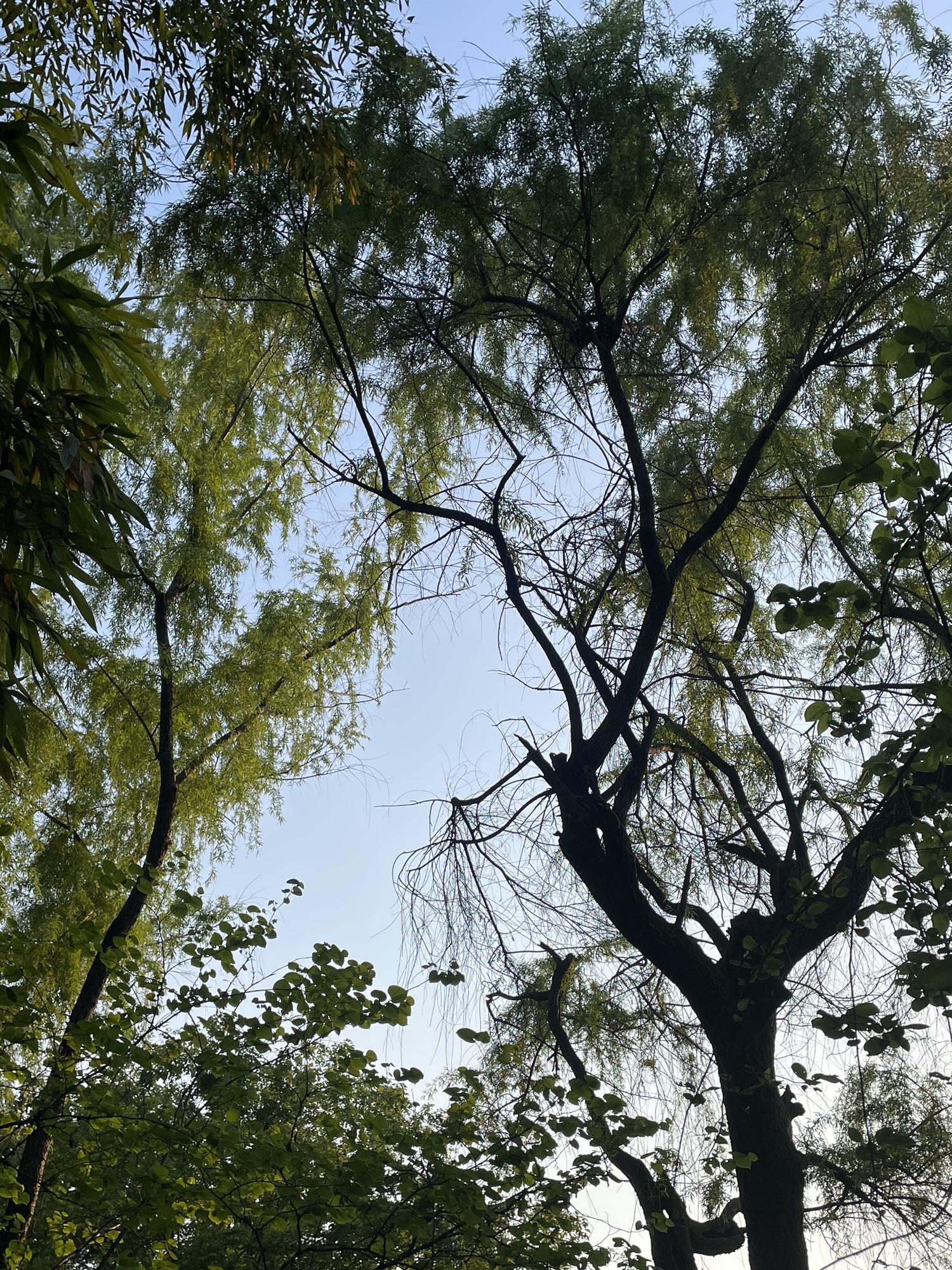 处州公园旅行图片 1