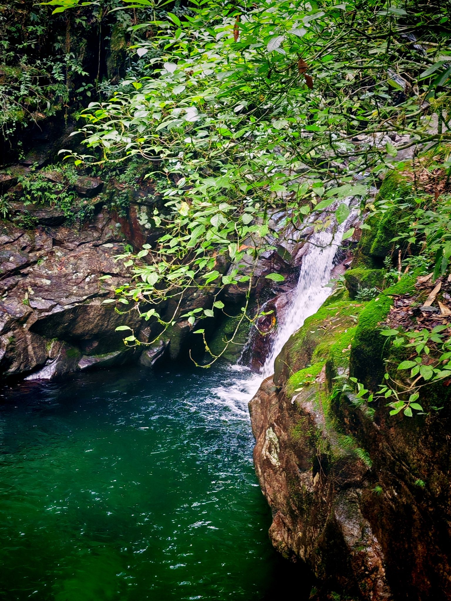 九龙山国家级自然保护区旅行图片 1