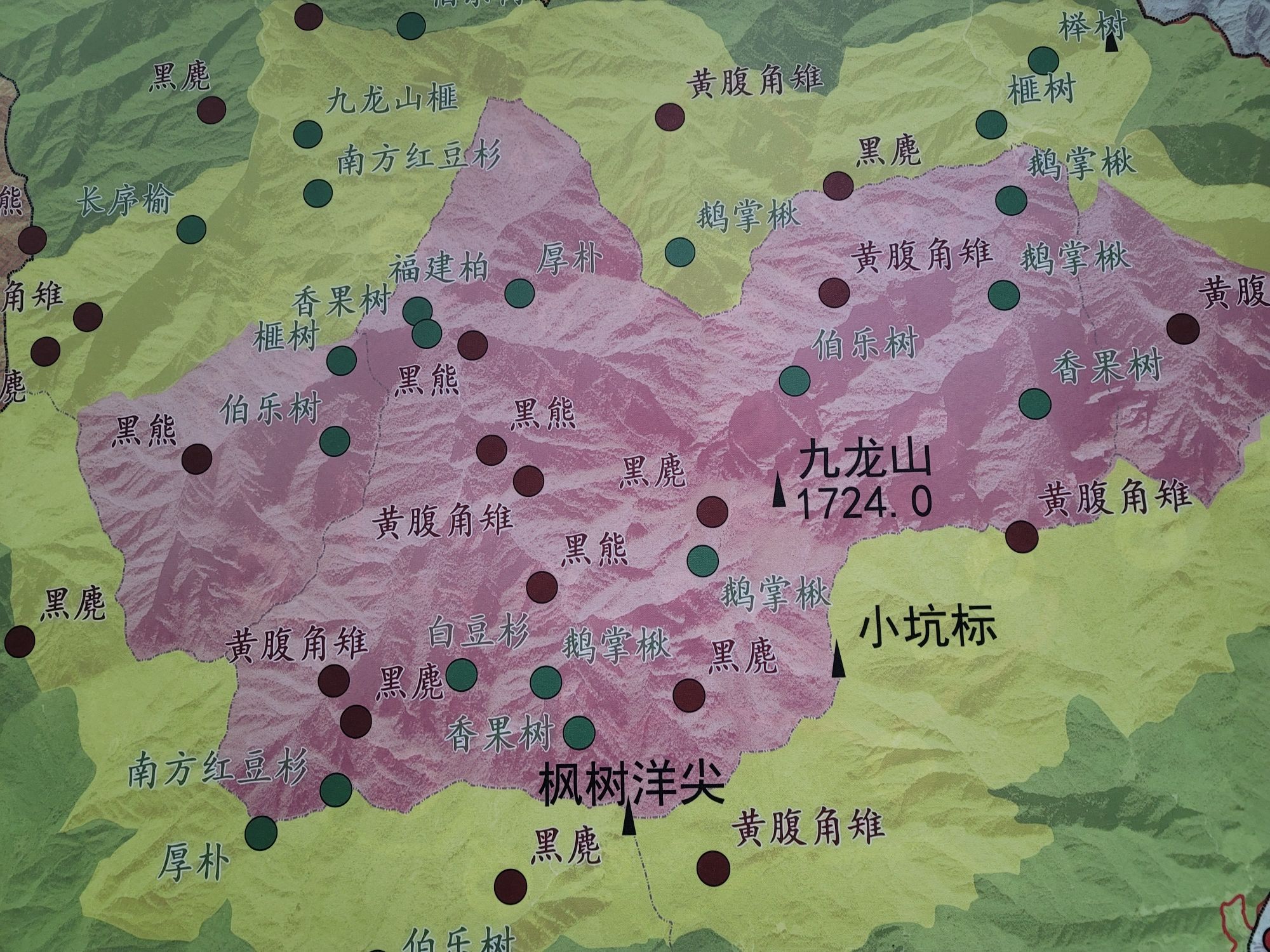 九龙山国家级自然保护区旅行图片 2