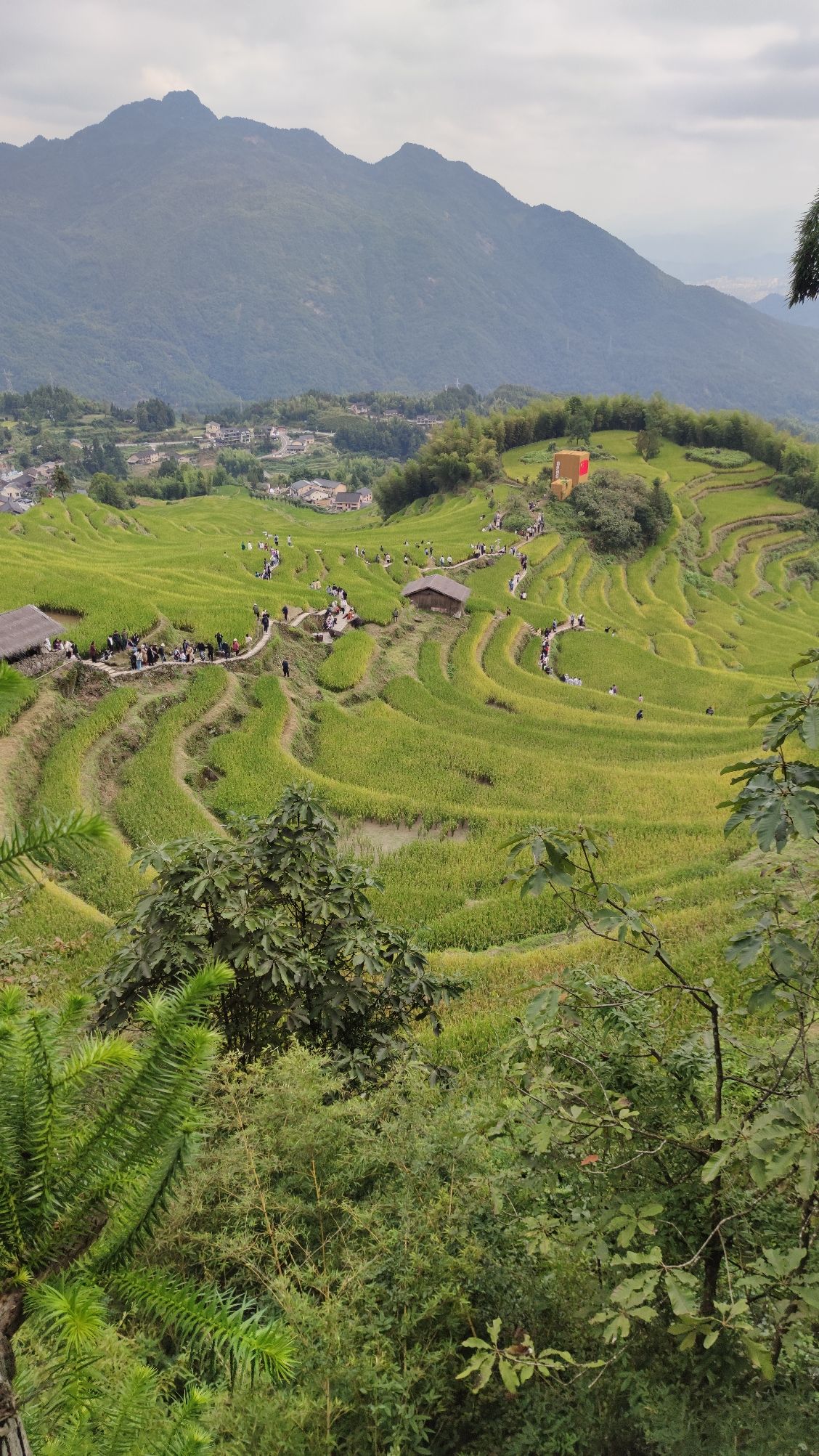 云和梯田景区旅行图片 1
