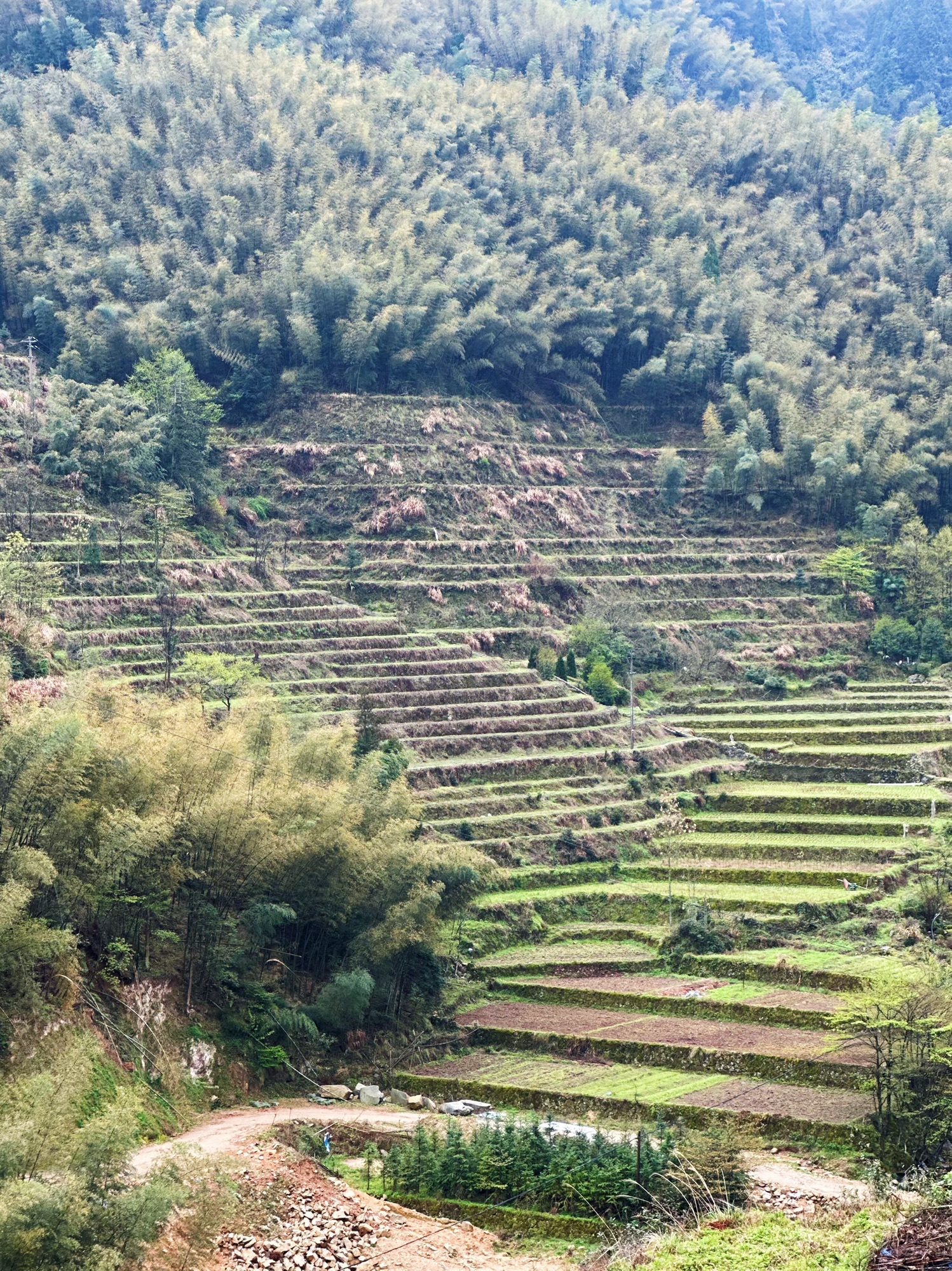 云和梯田景区旅行图片 2