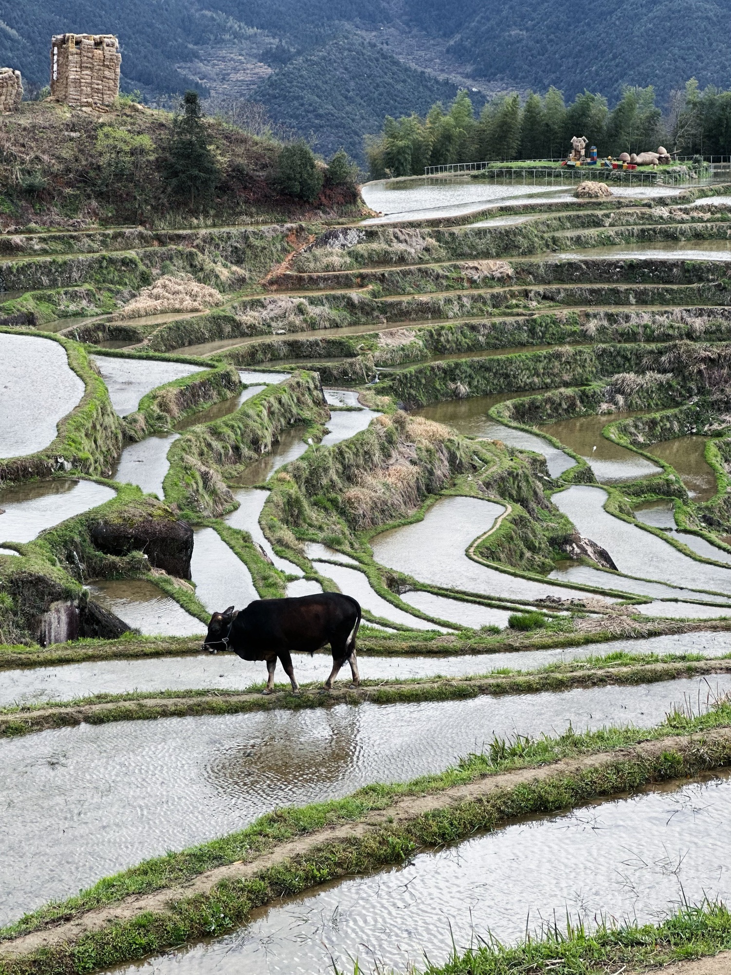 云和梯田景区旅行图片 3