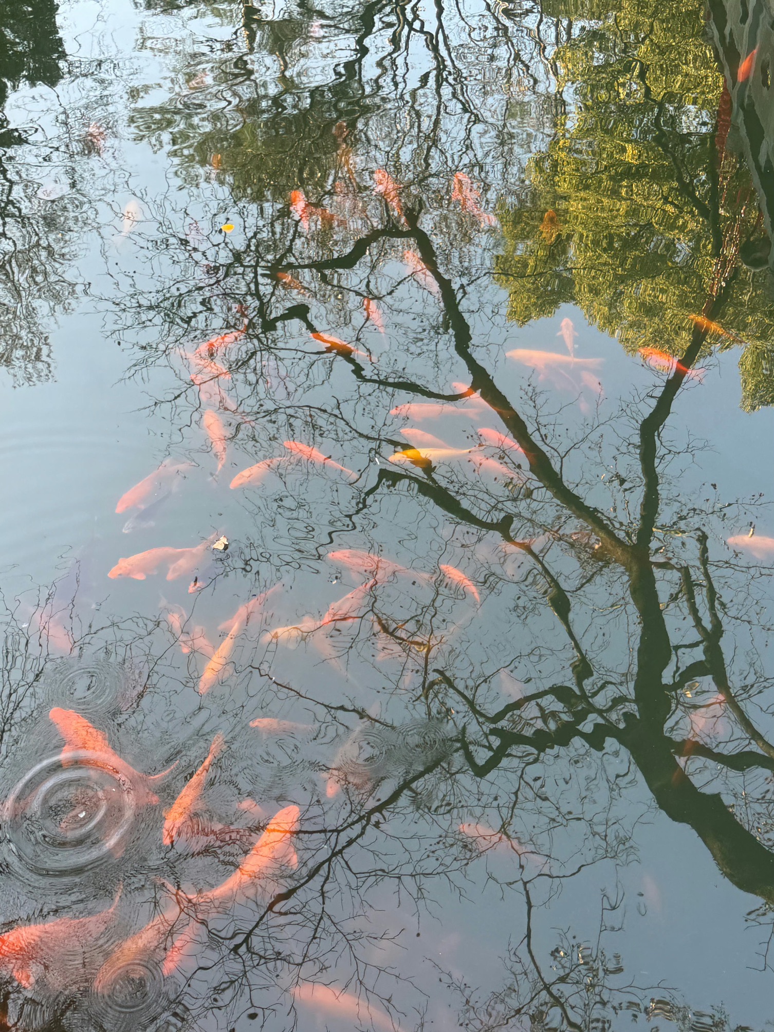 缙云黄龙景区旅行图片 3