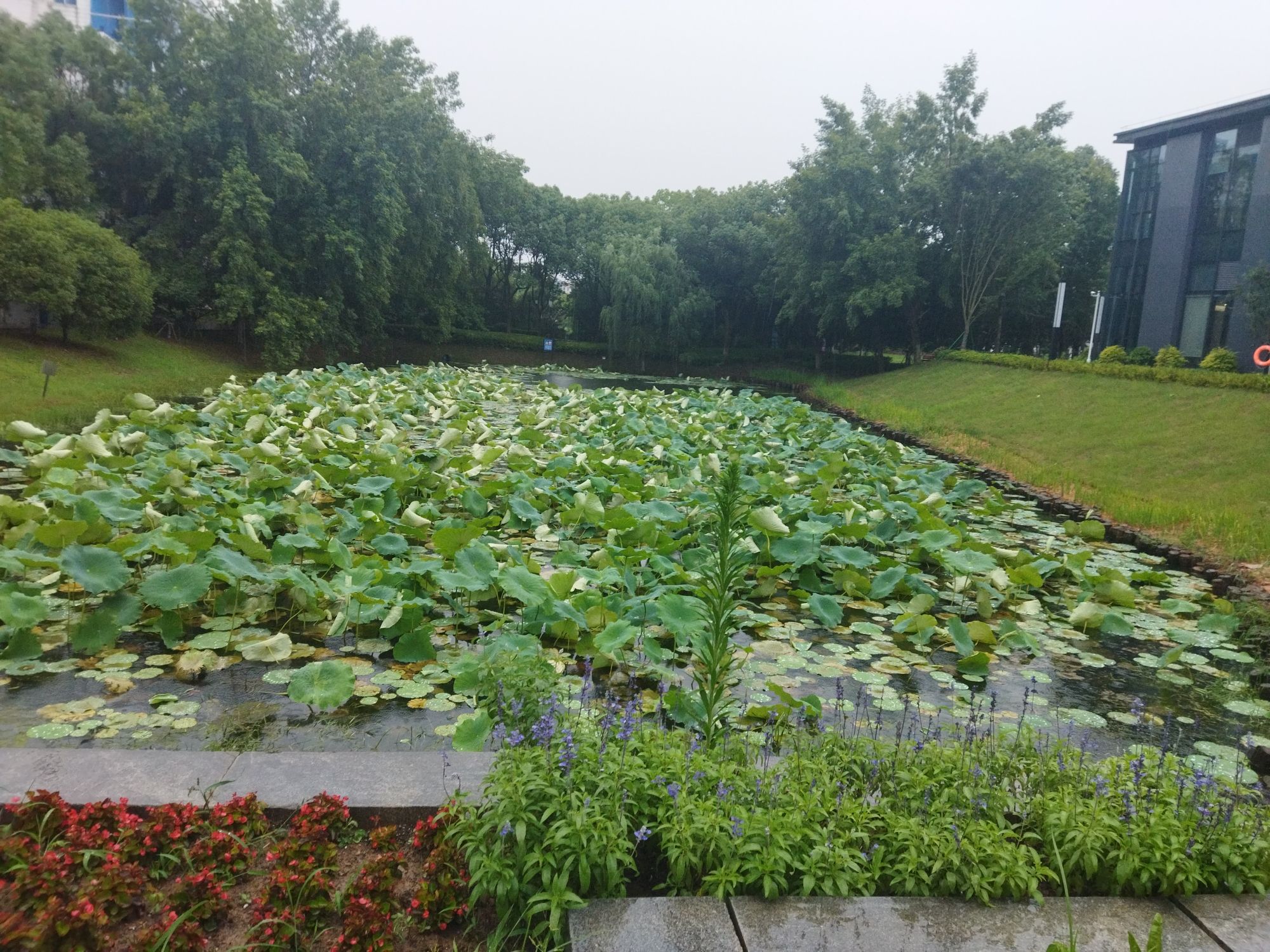 青湖公园旅行图片 1
