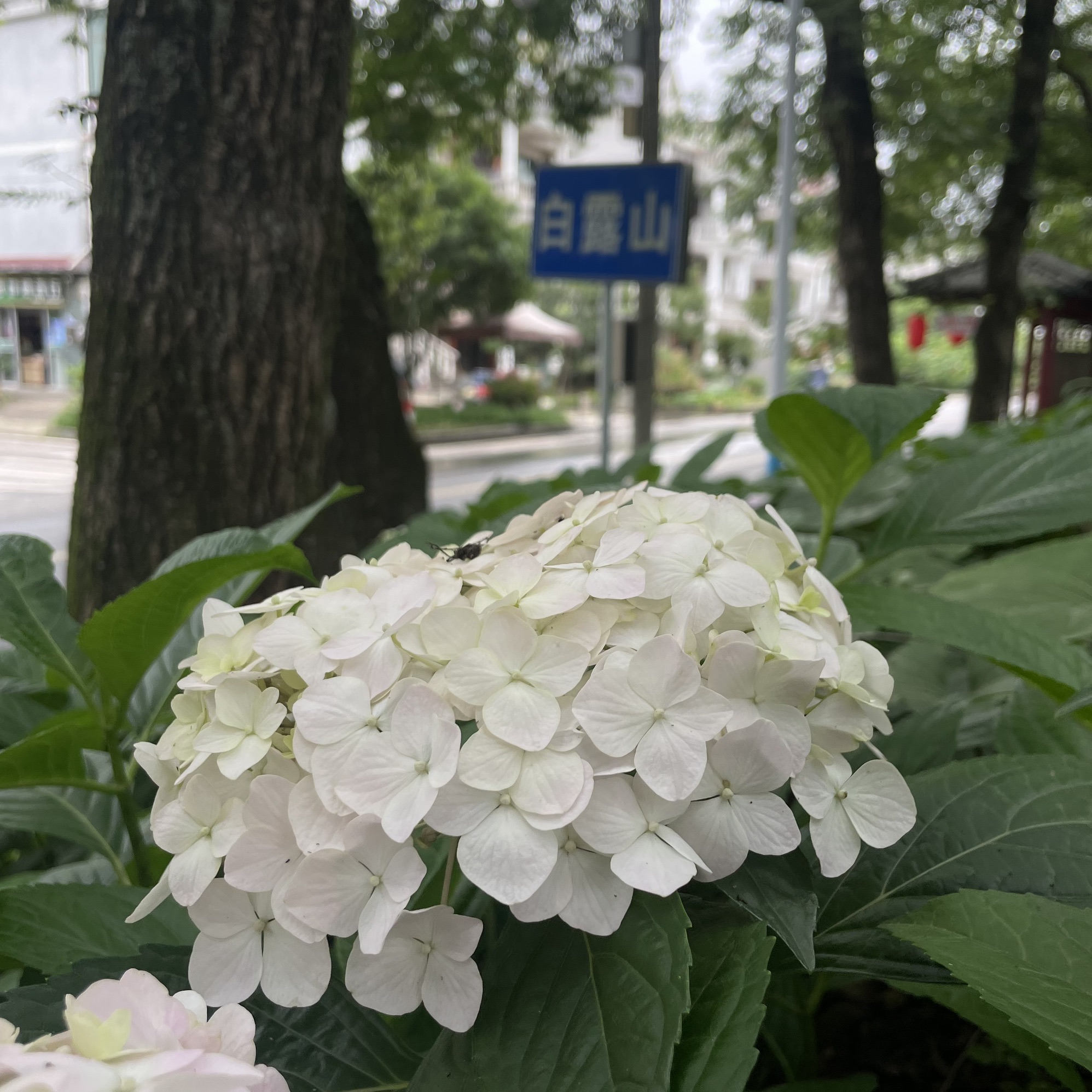 白露山风景区旅行图片 3