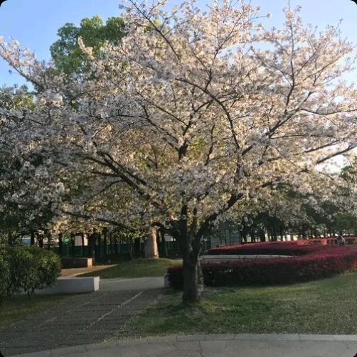 施光南音乐广场旅行图片 1