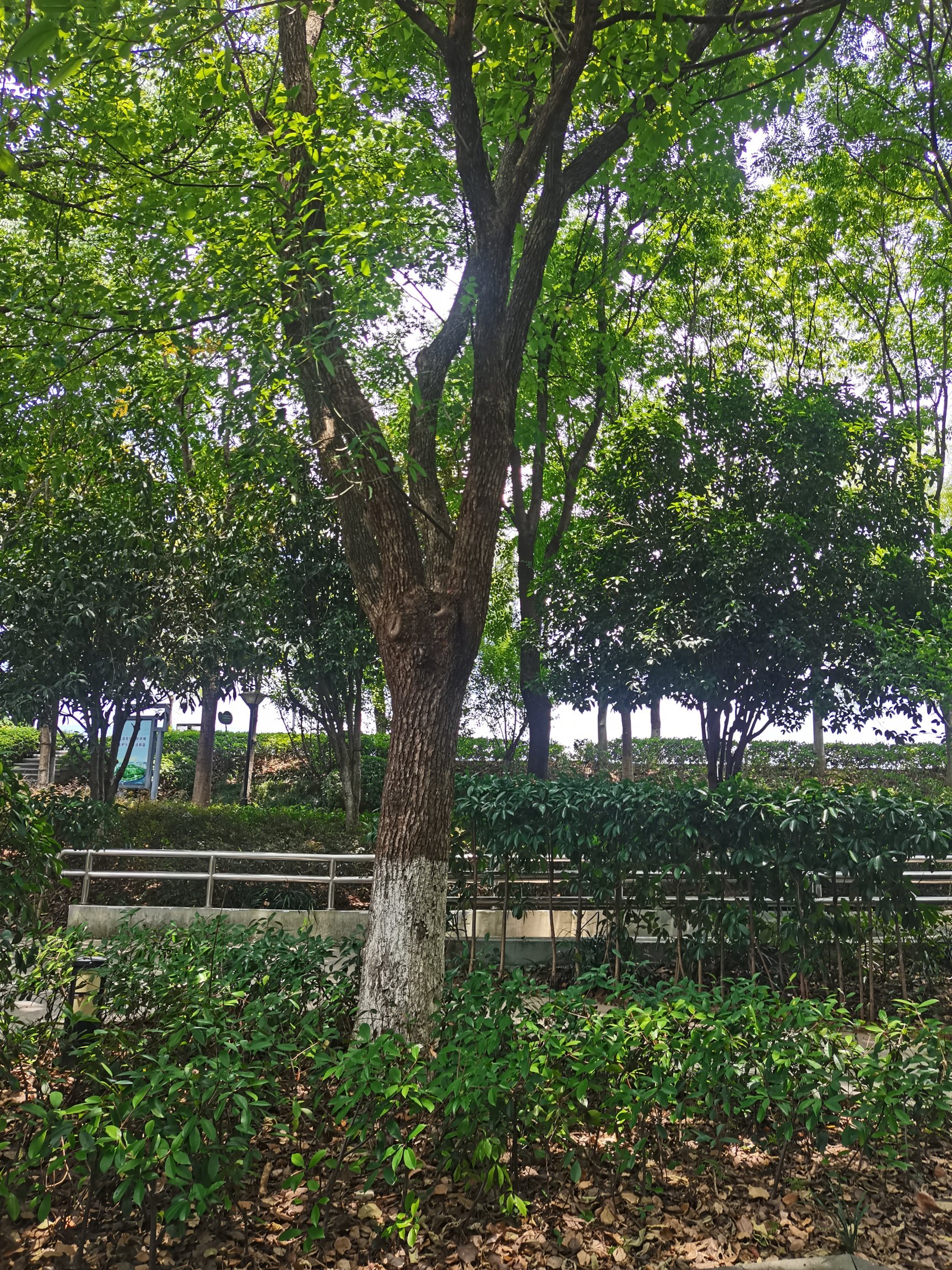 金龙湾公园旅行图片 2