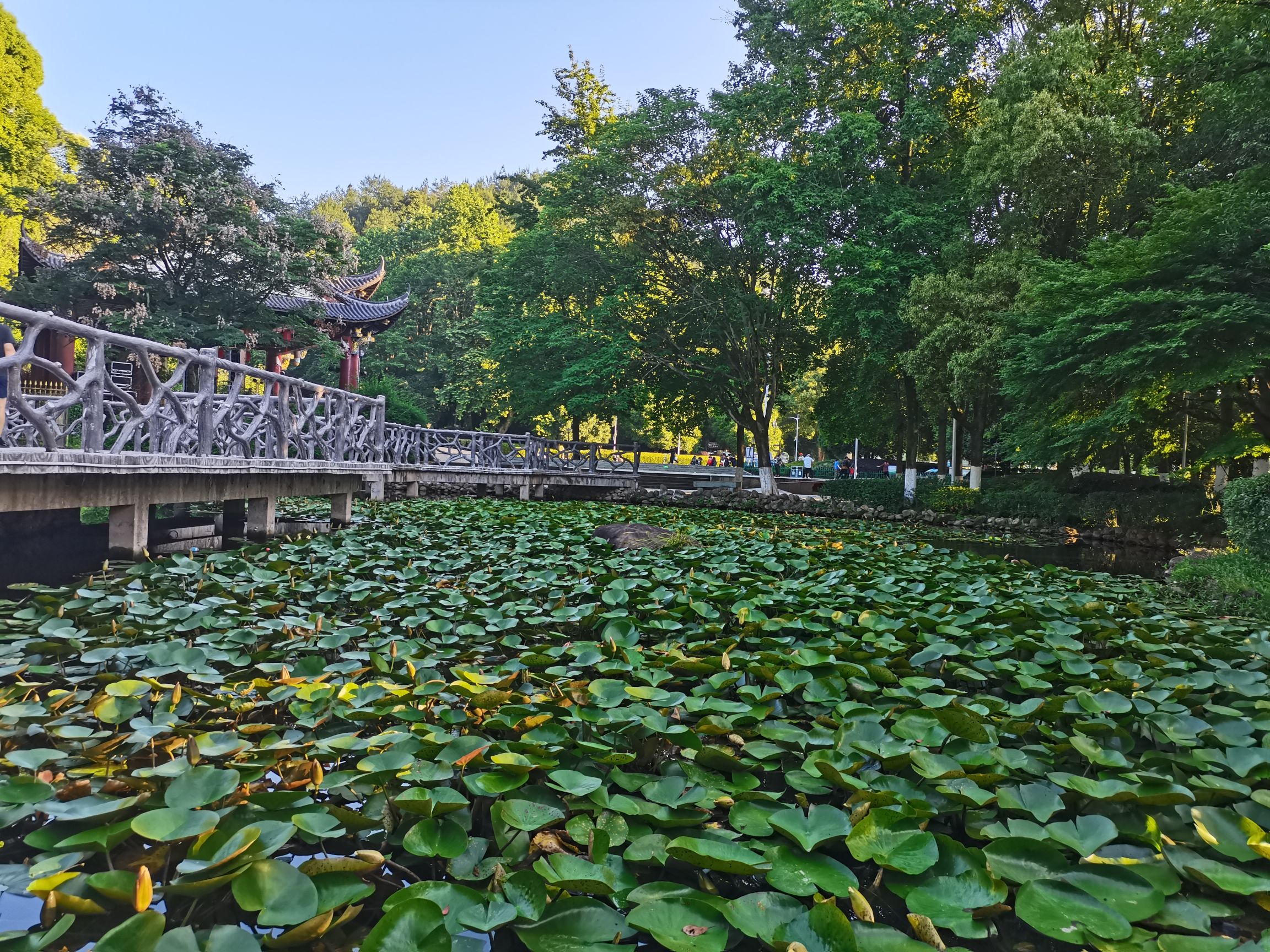 壶山森林公园旅行图片 3