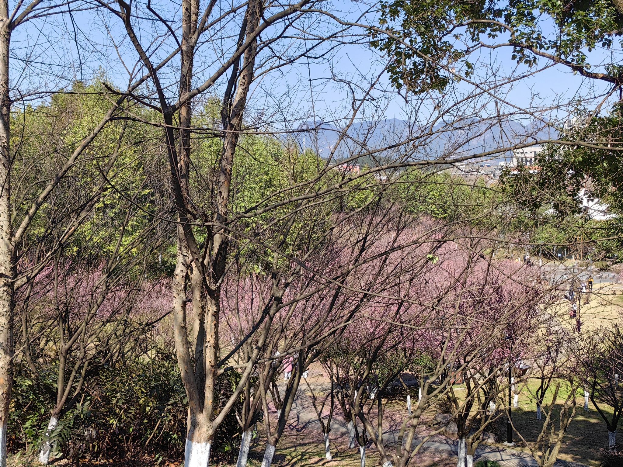 东山公园旅行图片 1