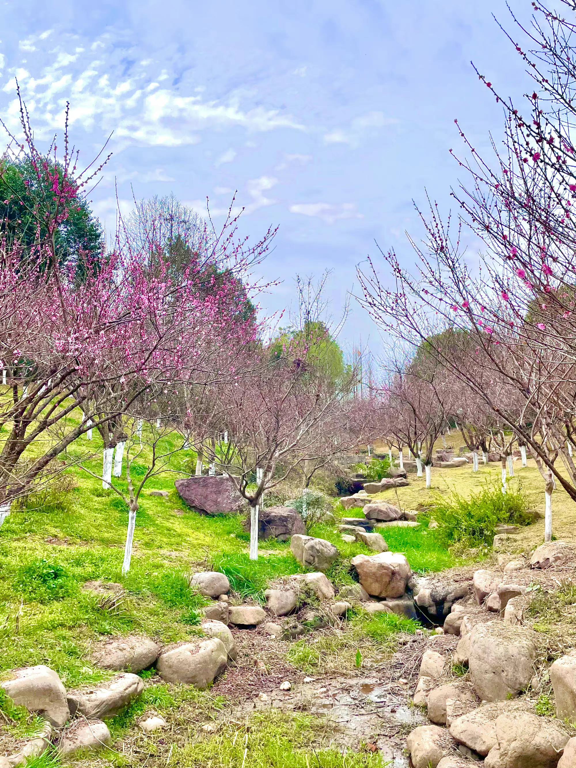 东山公园旅行图片 2