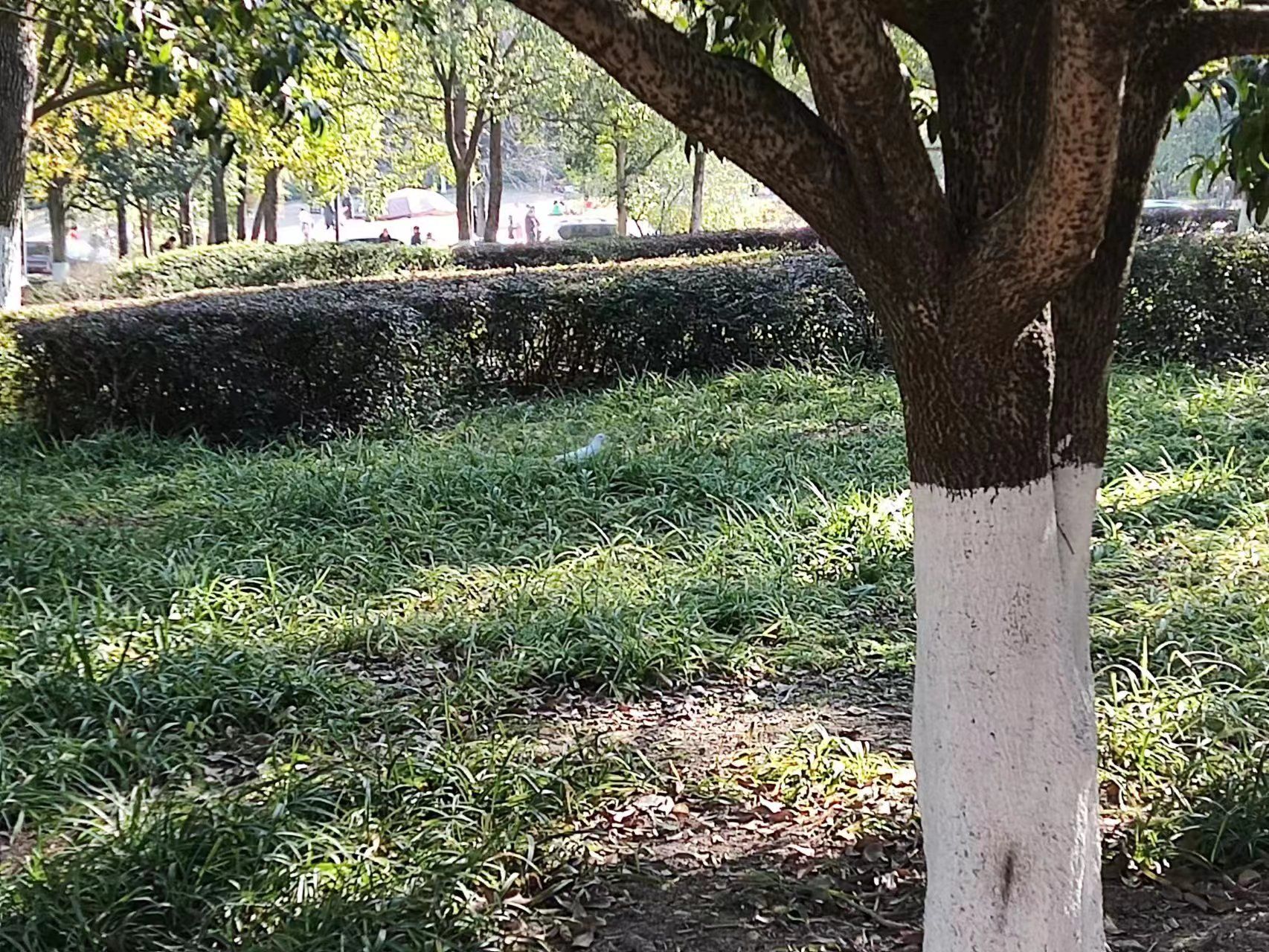 西山森林公园旅行图片 1