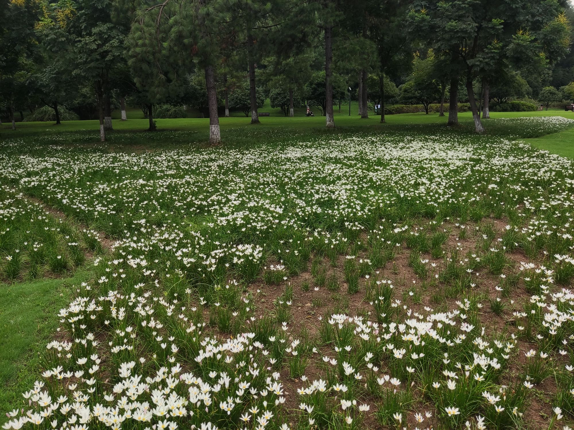 西山森林公园旅行图片 2