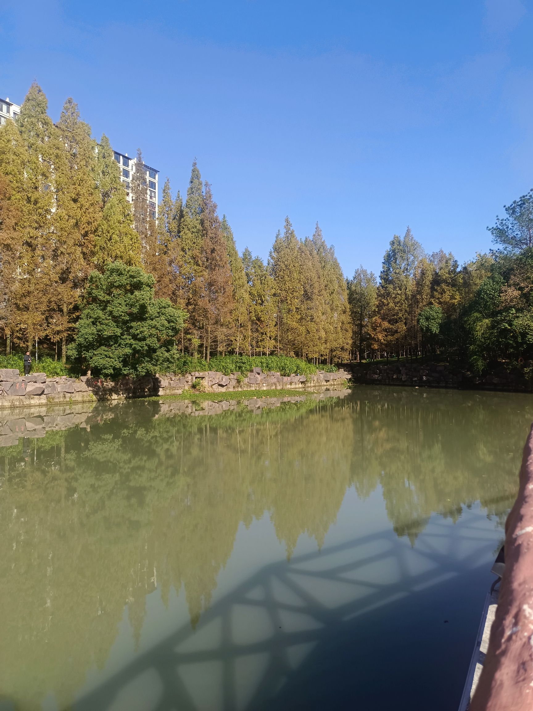 香樟公园旅行图片 2