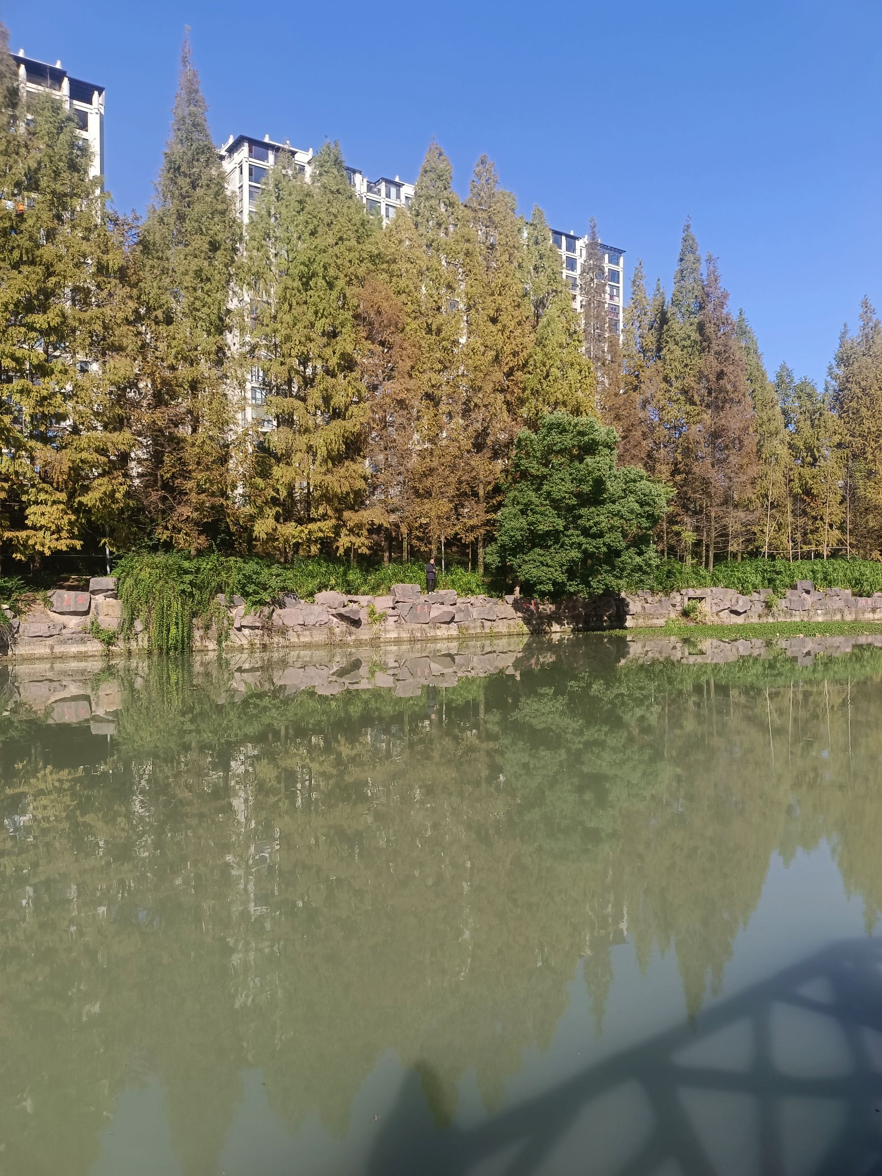 香樟公园旅行图片 1