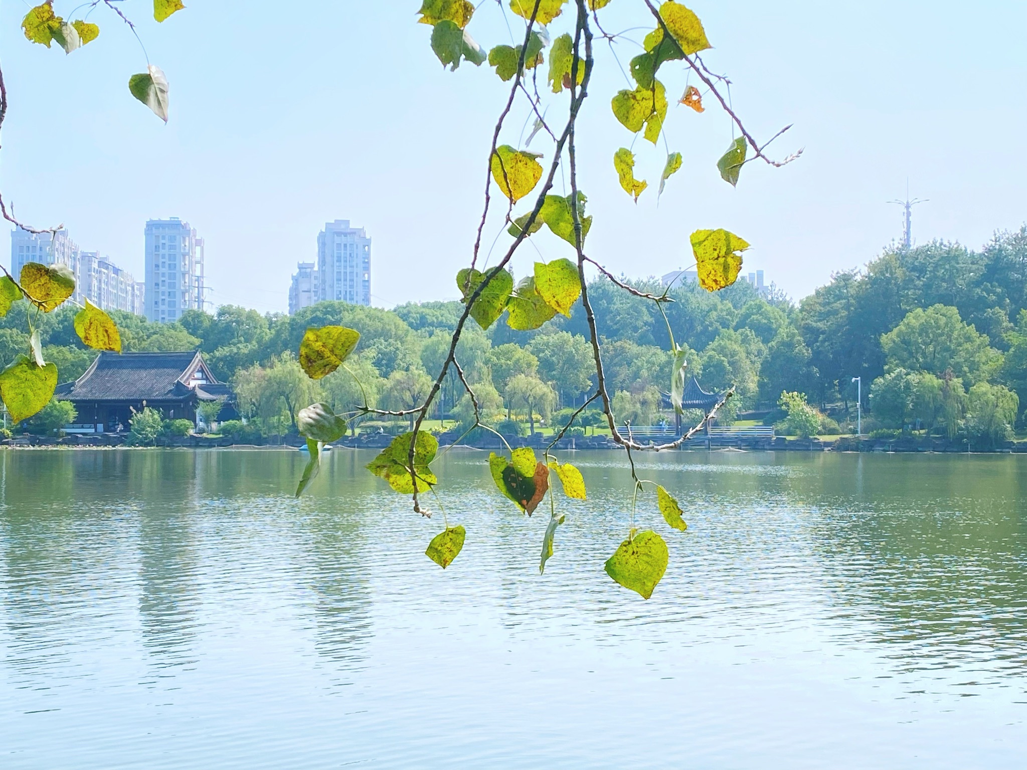 香樟公园旅行图片 1