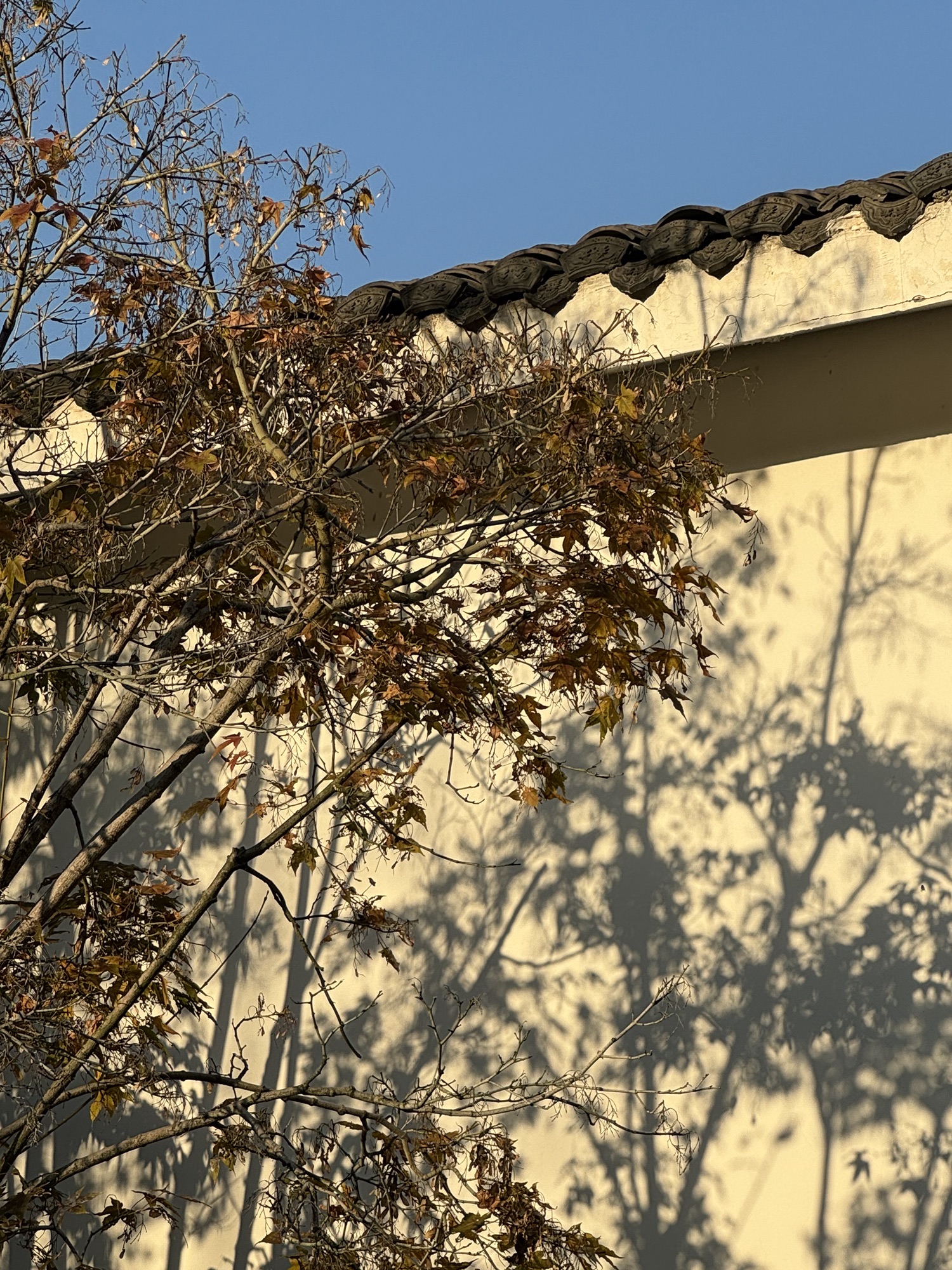 雪峰公园旅行图片 1