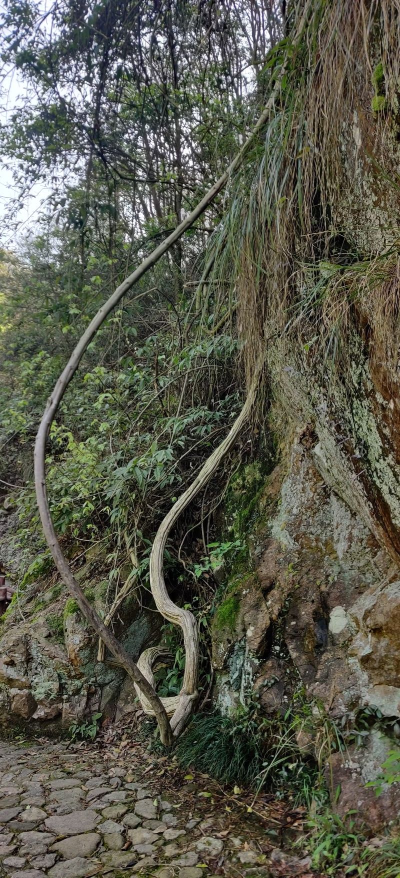 神丽峡风景区旅行图片 3