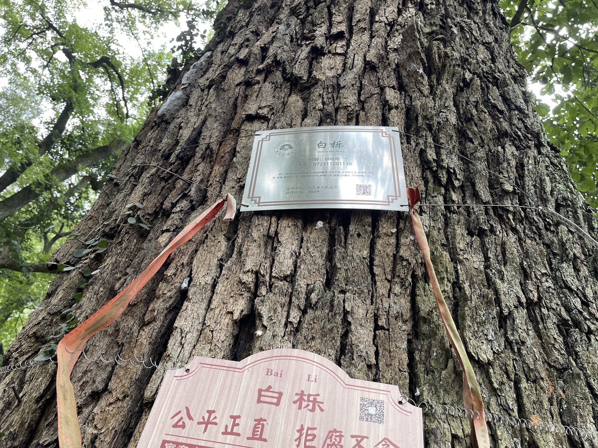 俞源太极星象村风景区旅行图片 3