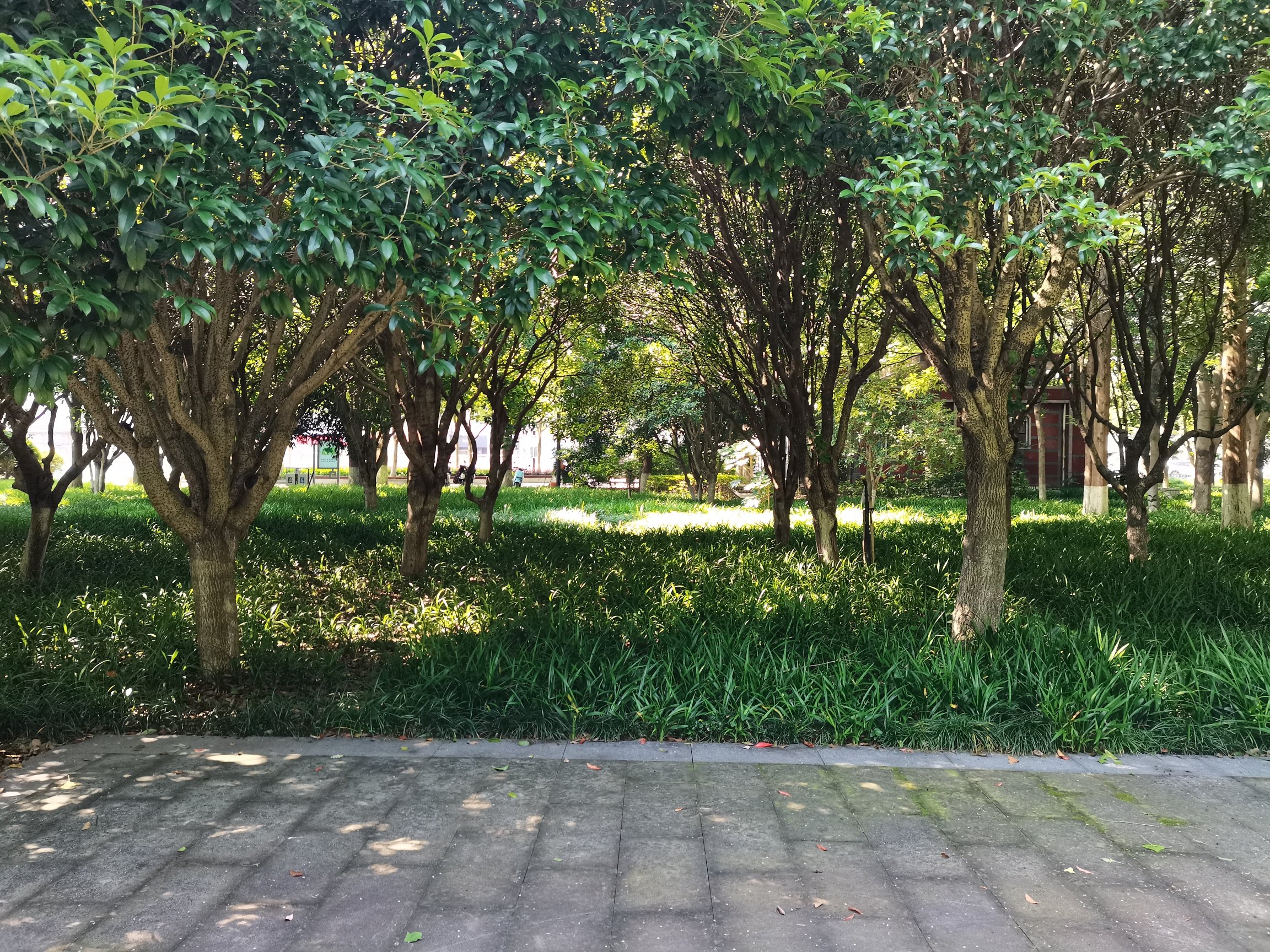 丹溪公园旅行图片 2