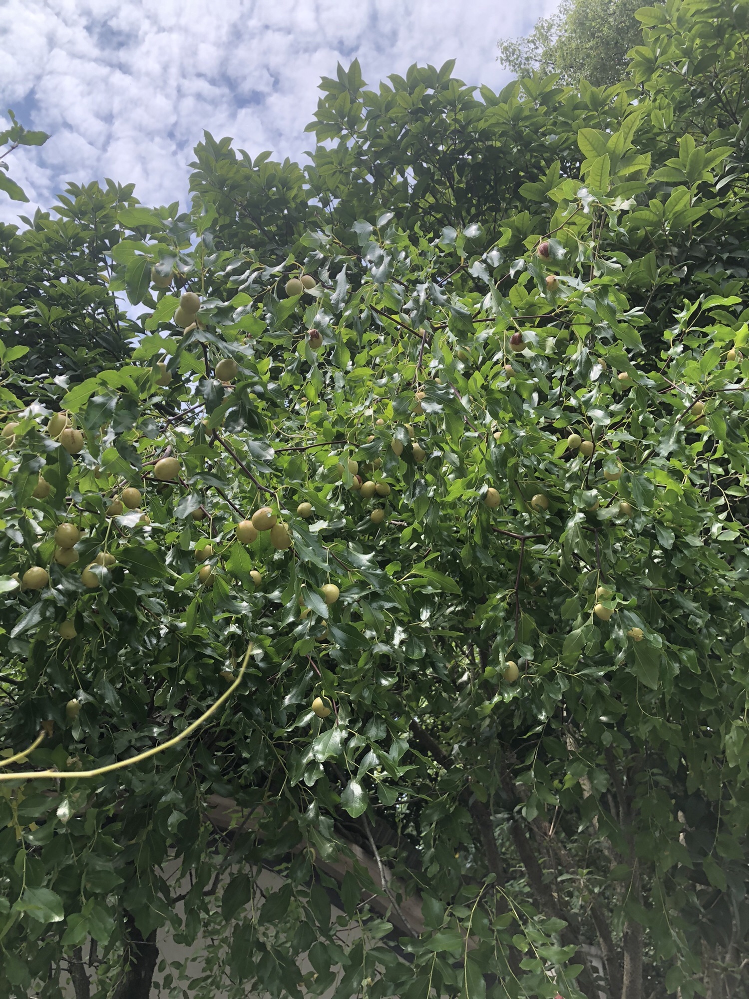 寺平古村落旅行图片 2