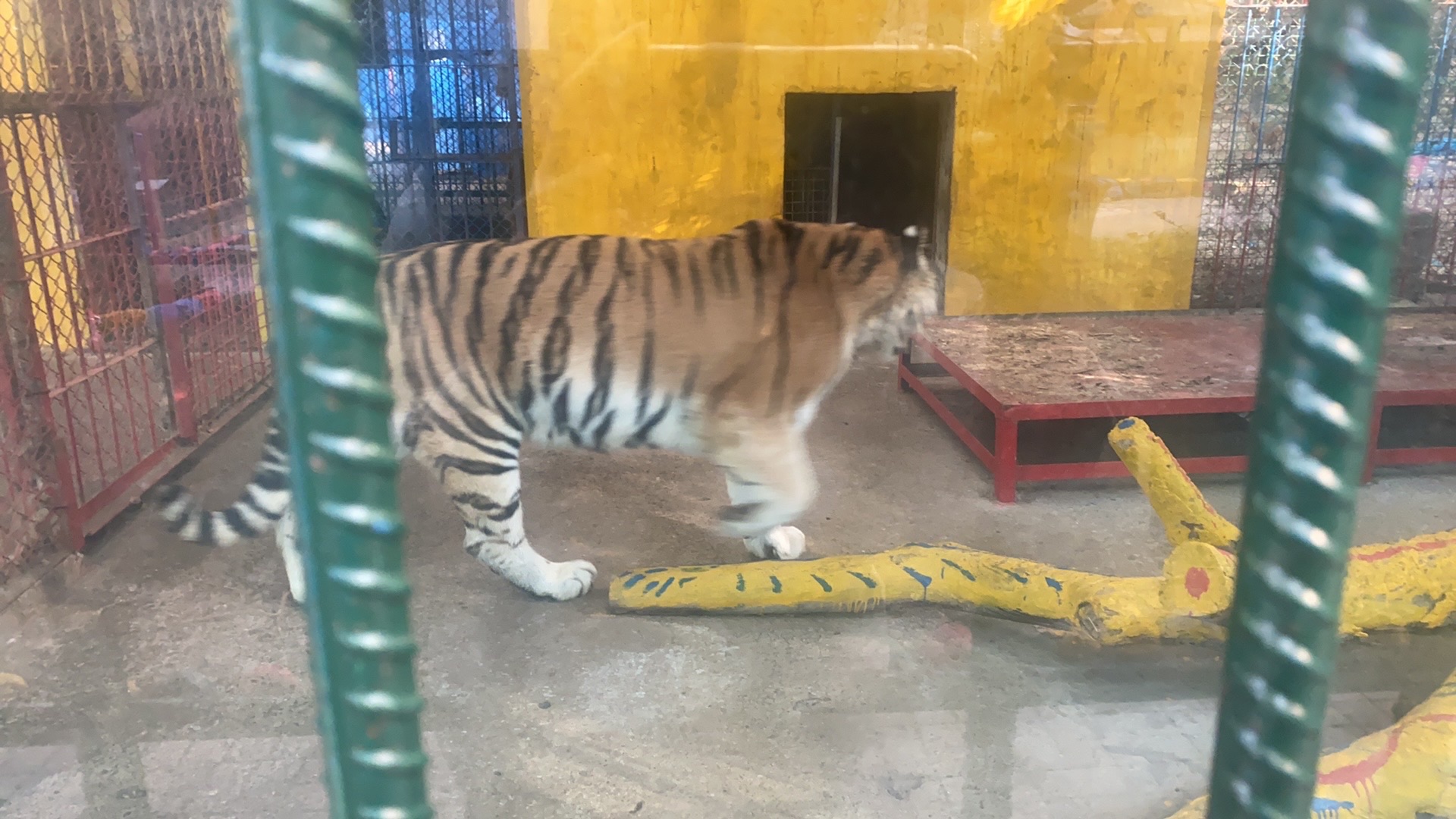 金华动物园旅行图片 2