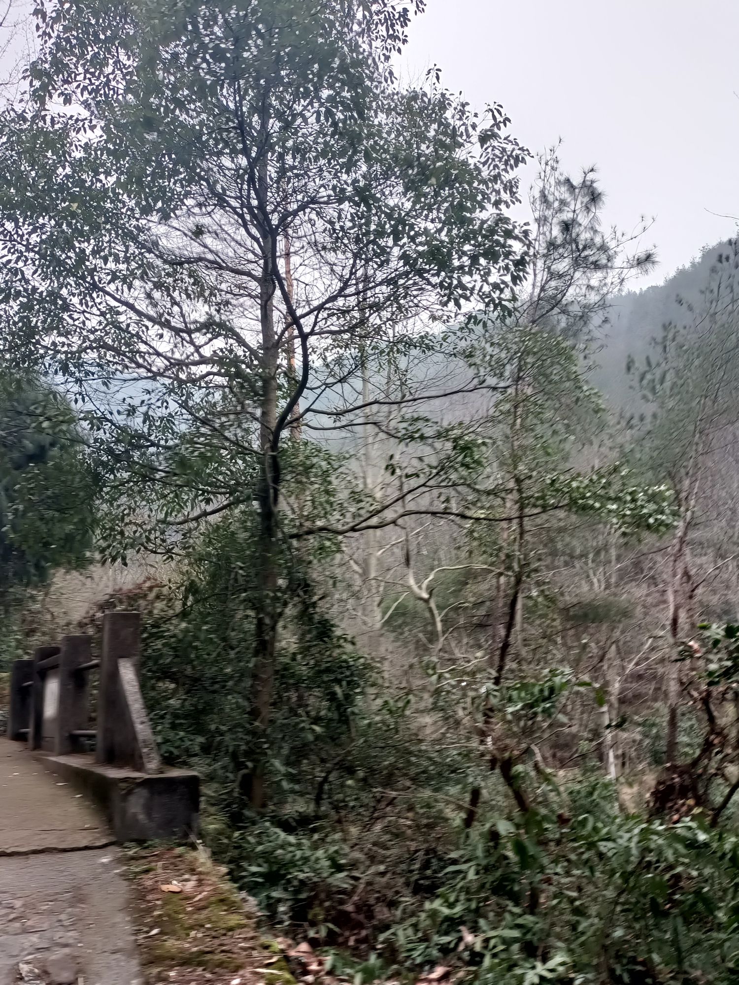 西岘峰旅行图片 3