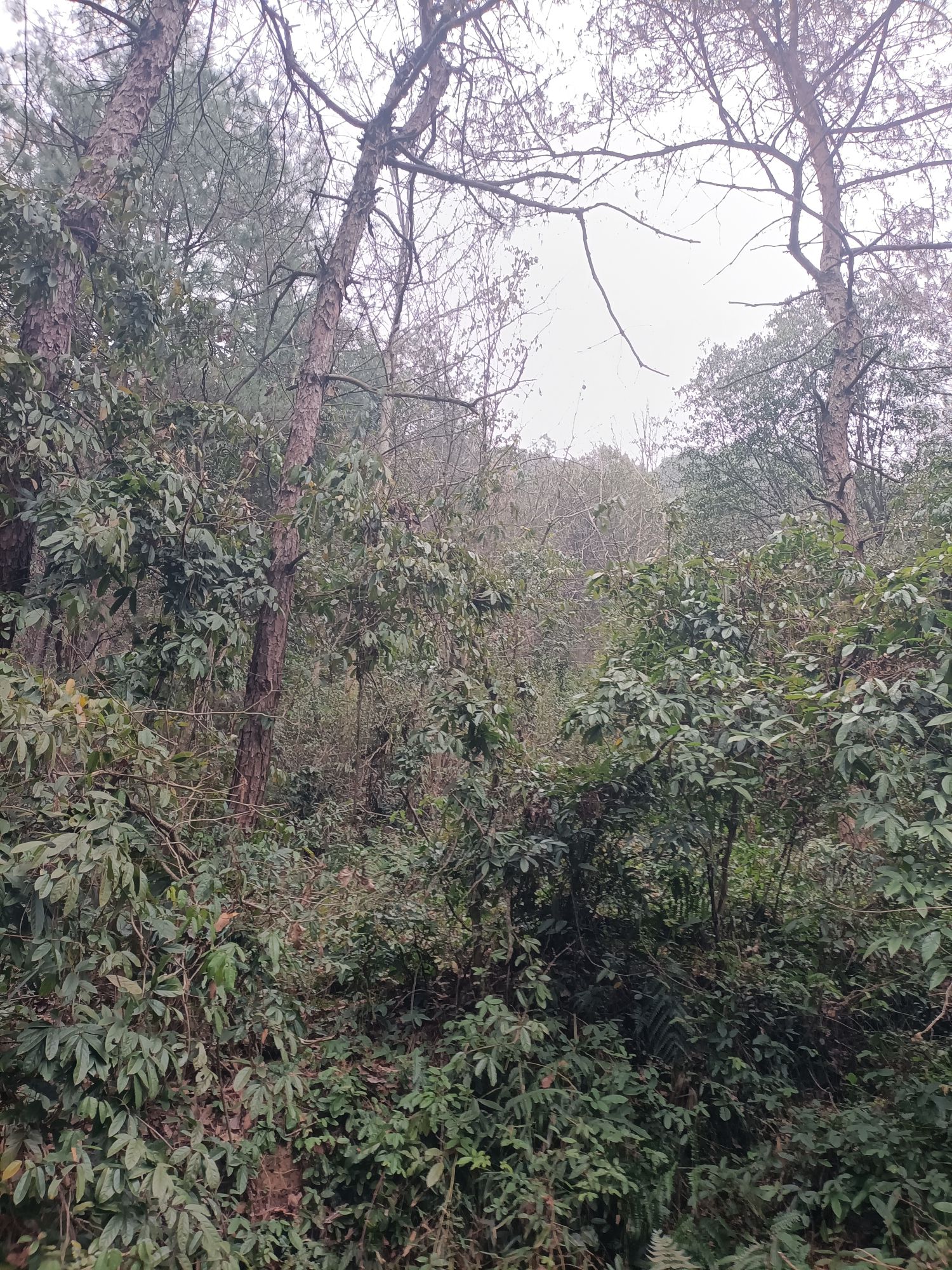 西岘峰旅行图片 1