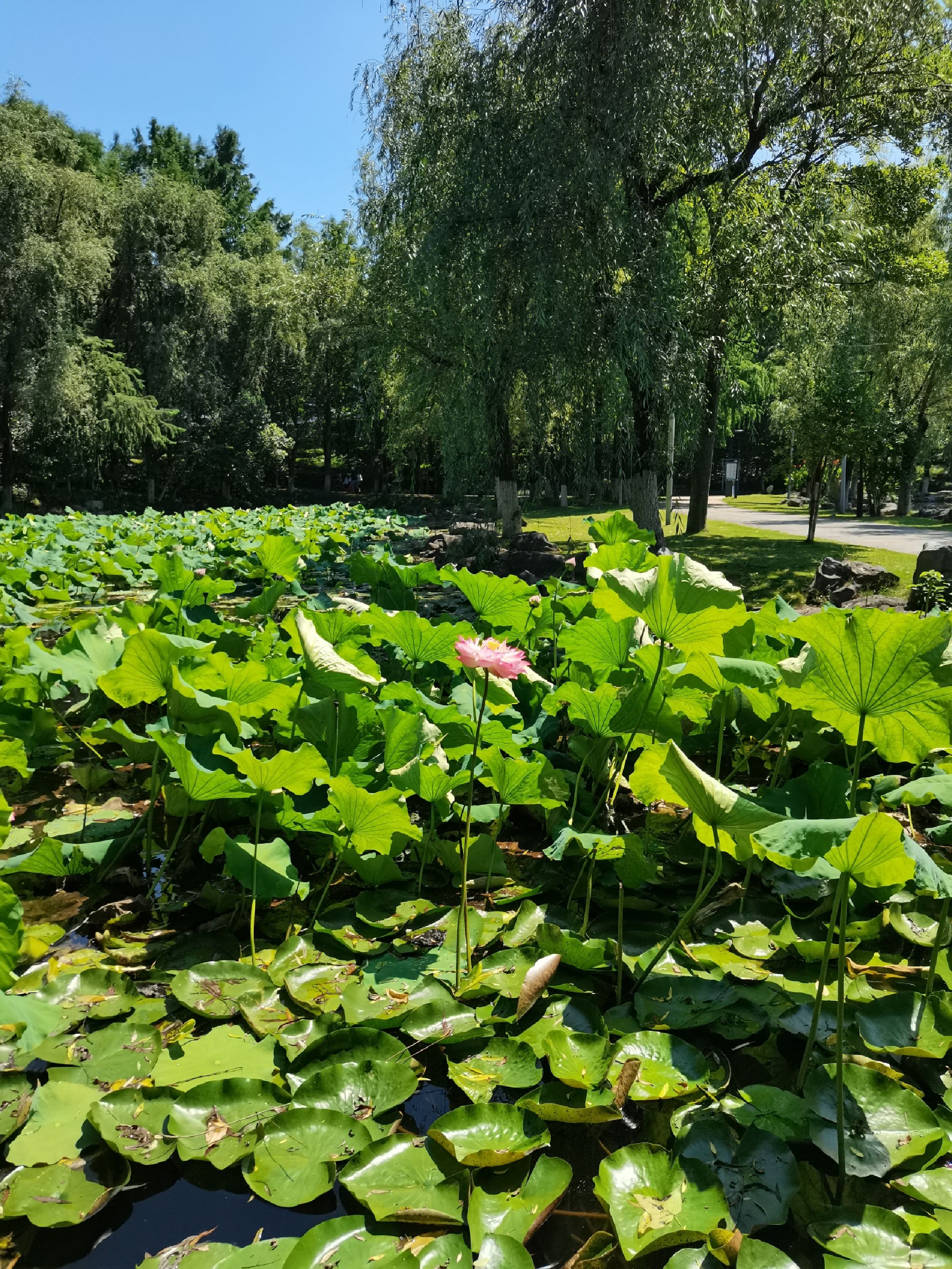月亮湾公园旅行图片 1