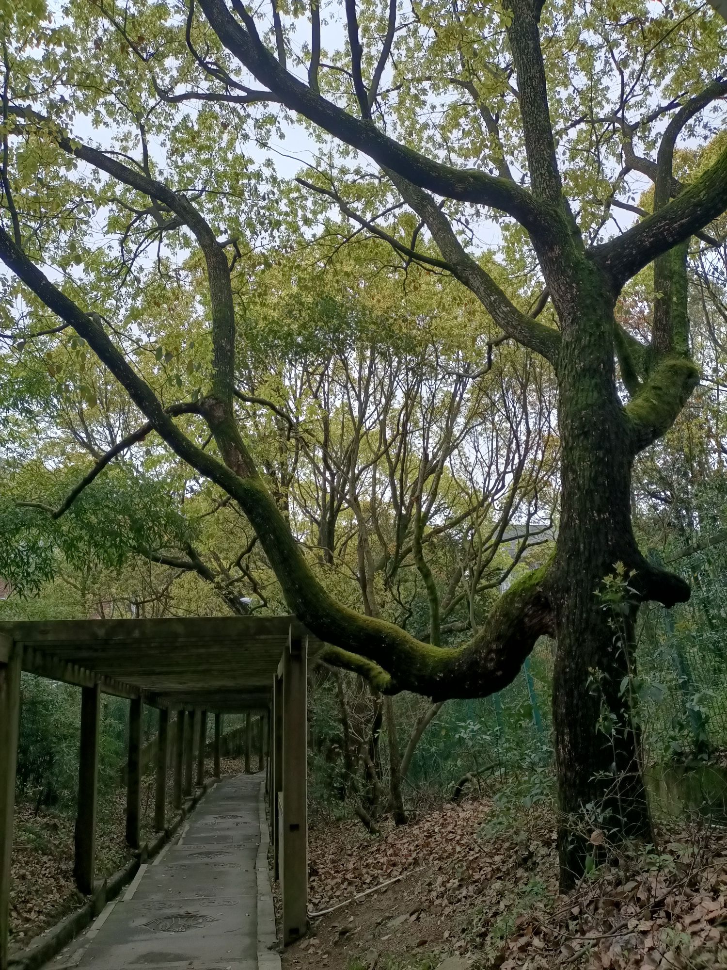 岱山风景名胜区旅行图片 1