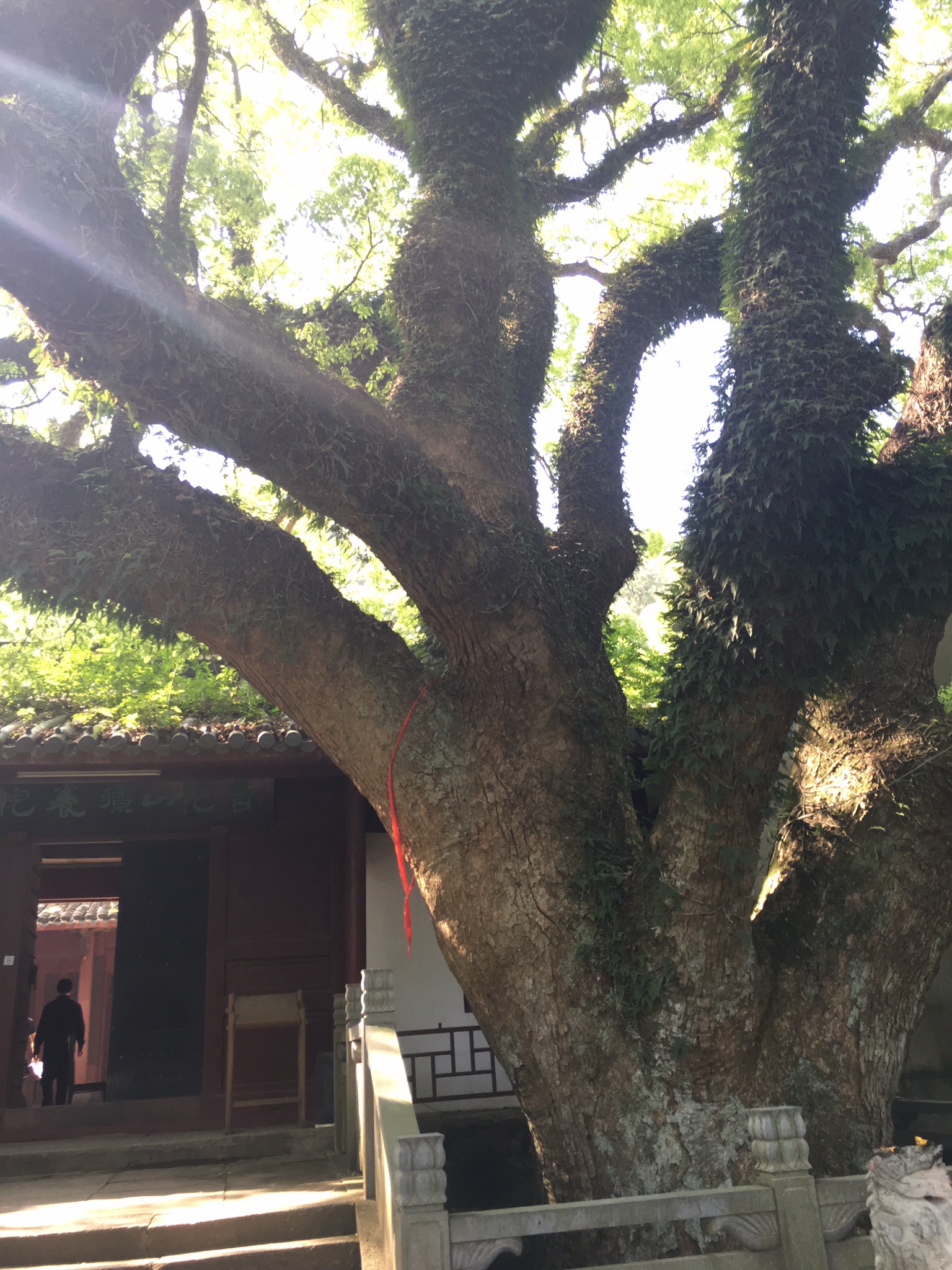 普陀山风景名胜区-樟香园