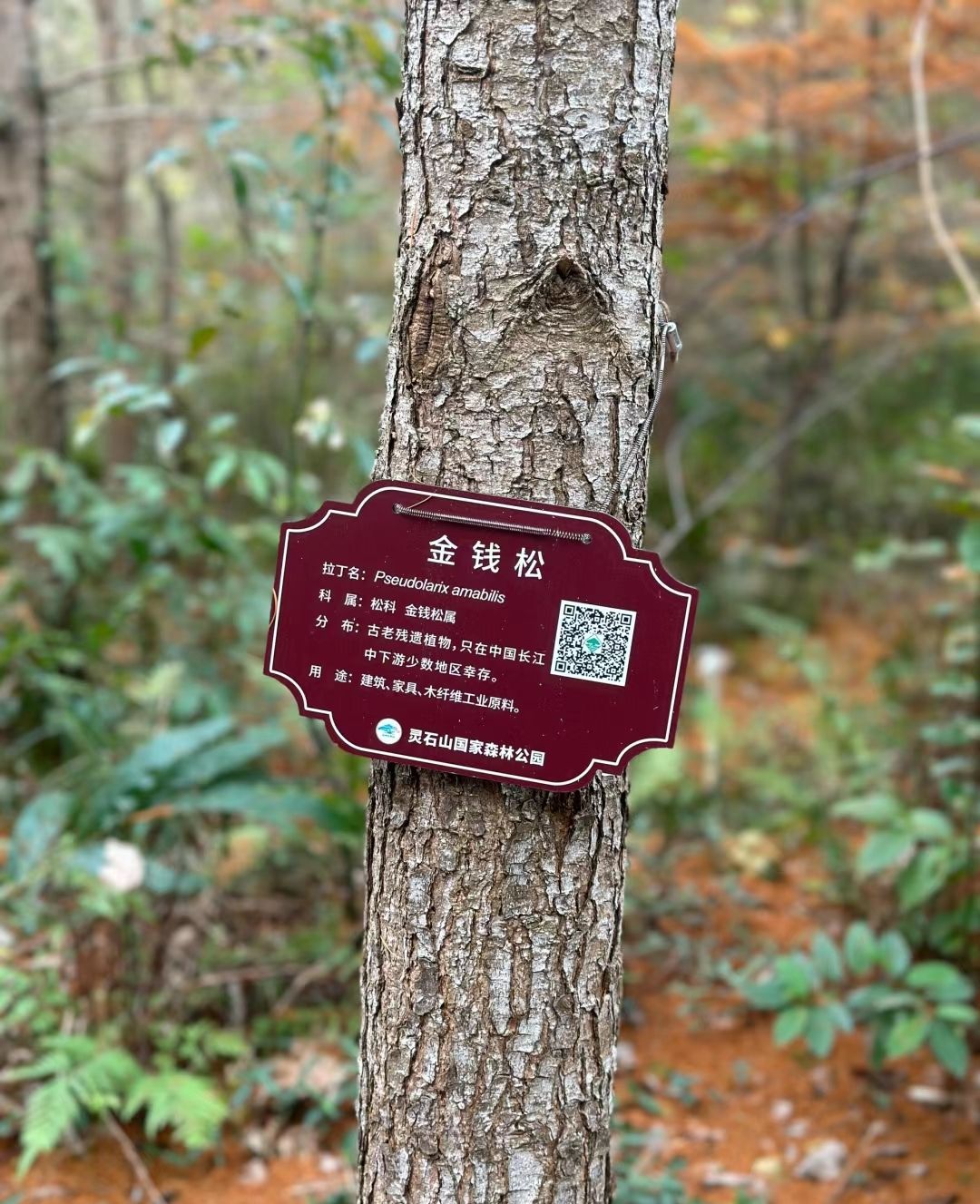 灵石山国家森林公园旅行图片 2